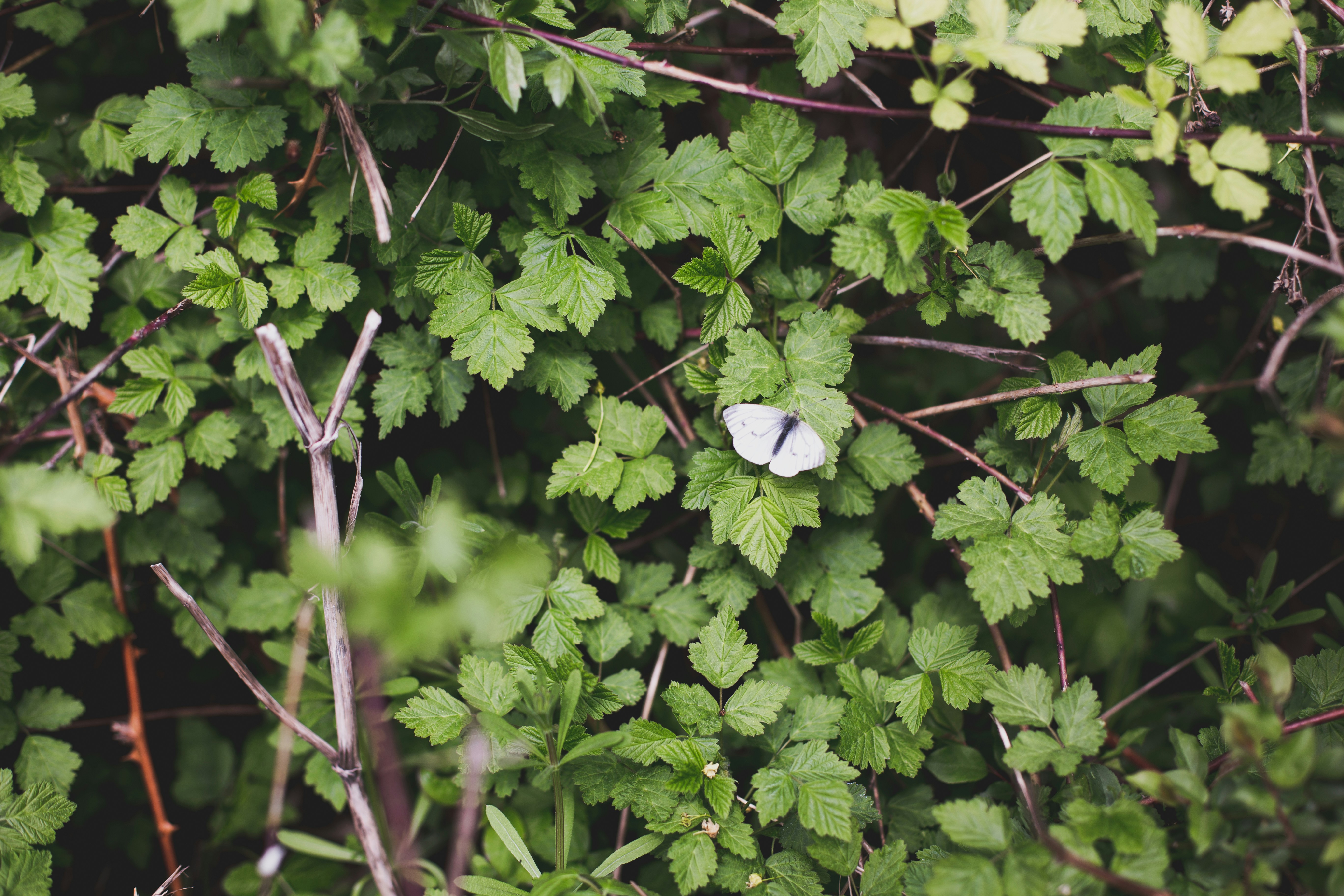 Rewilding and nature restoration with Matthew Creasey