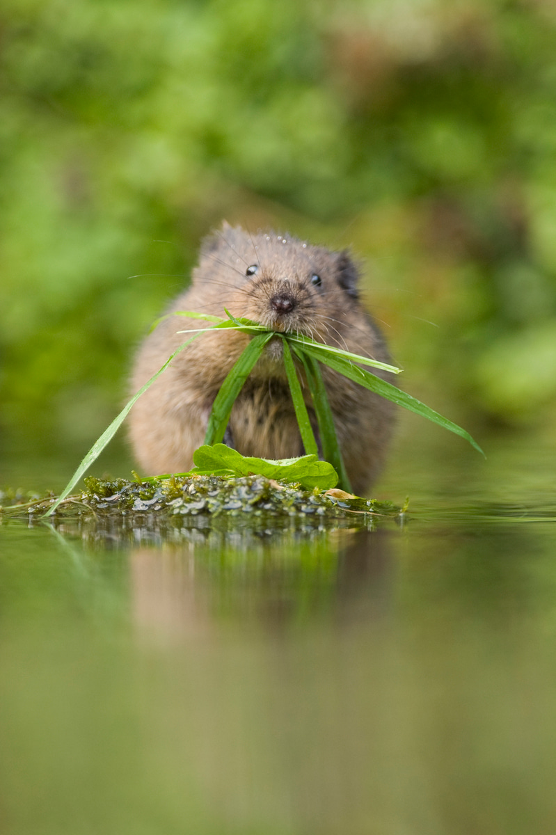 New WILD HUB MEMBER