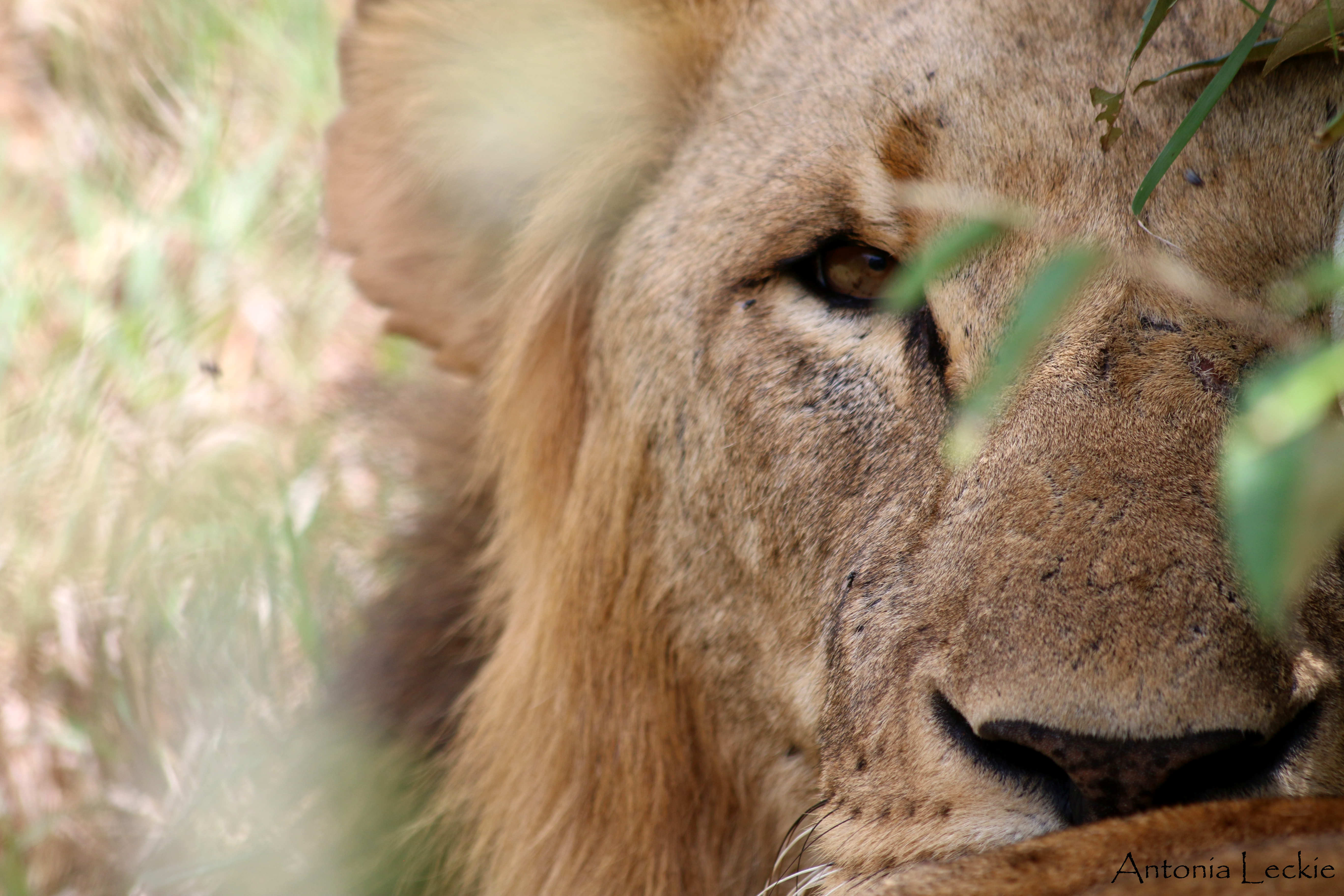 Co-existing with lions