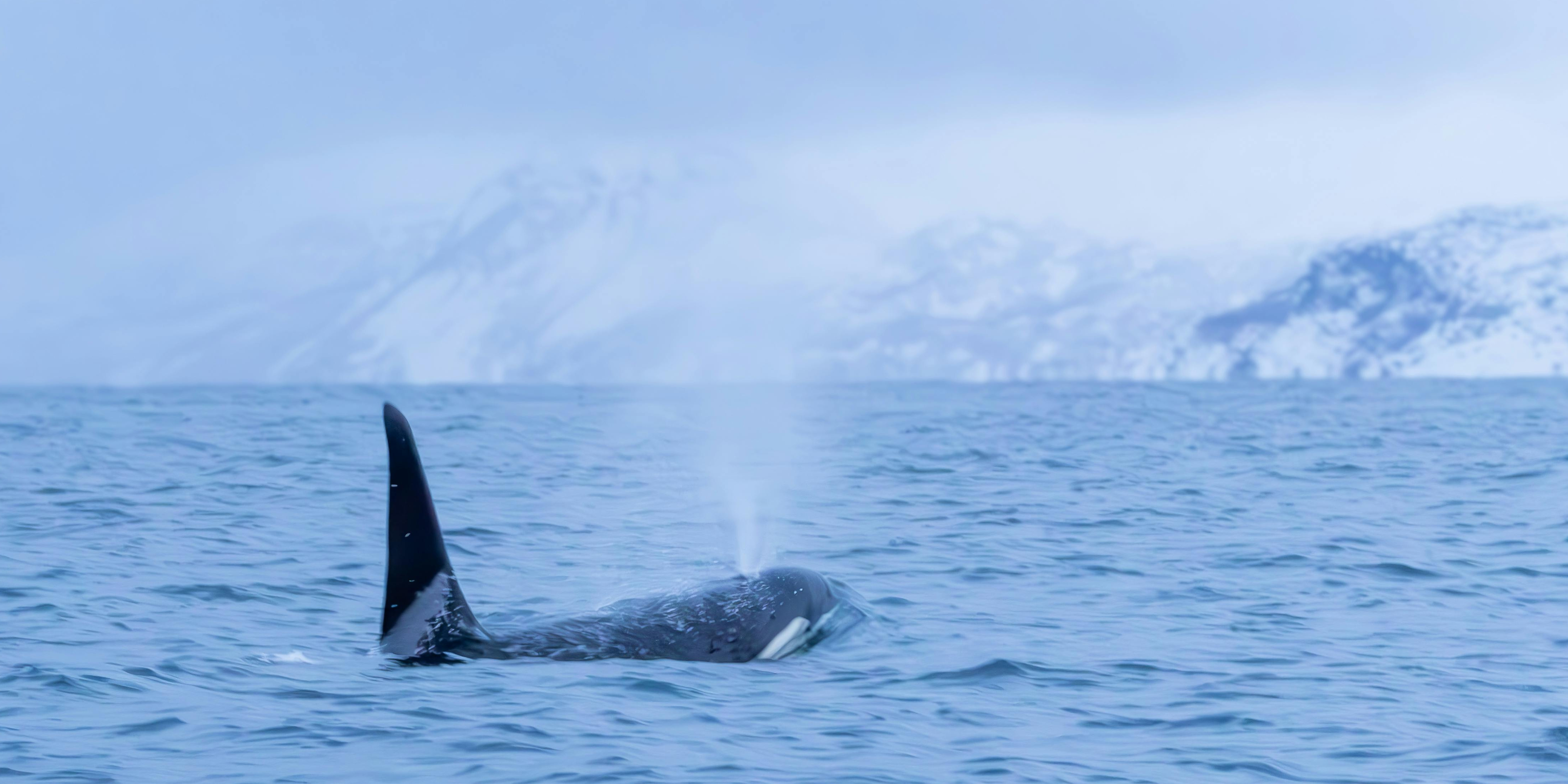Orca Love Letters