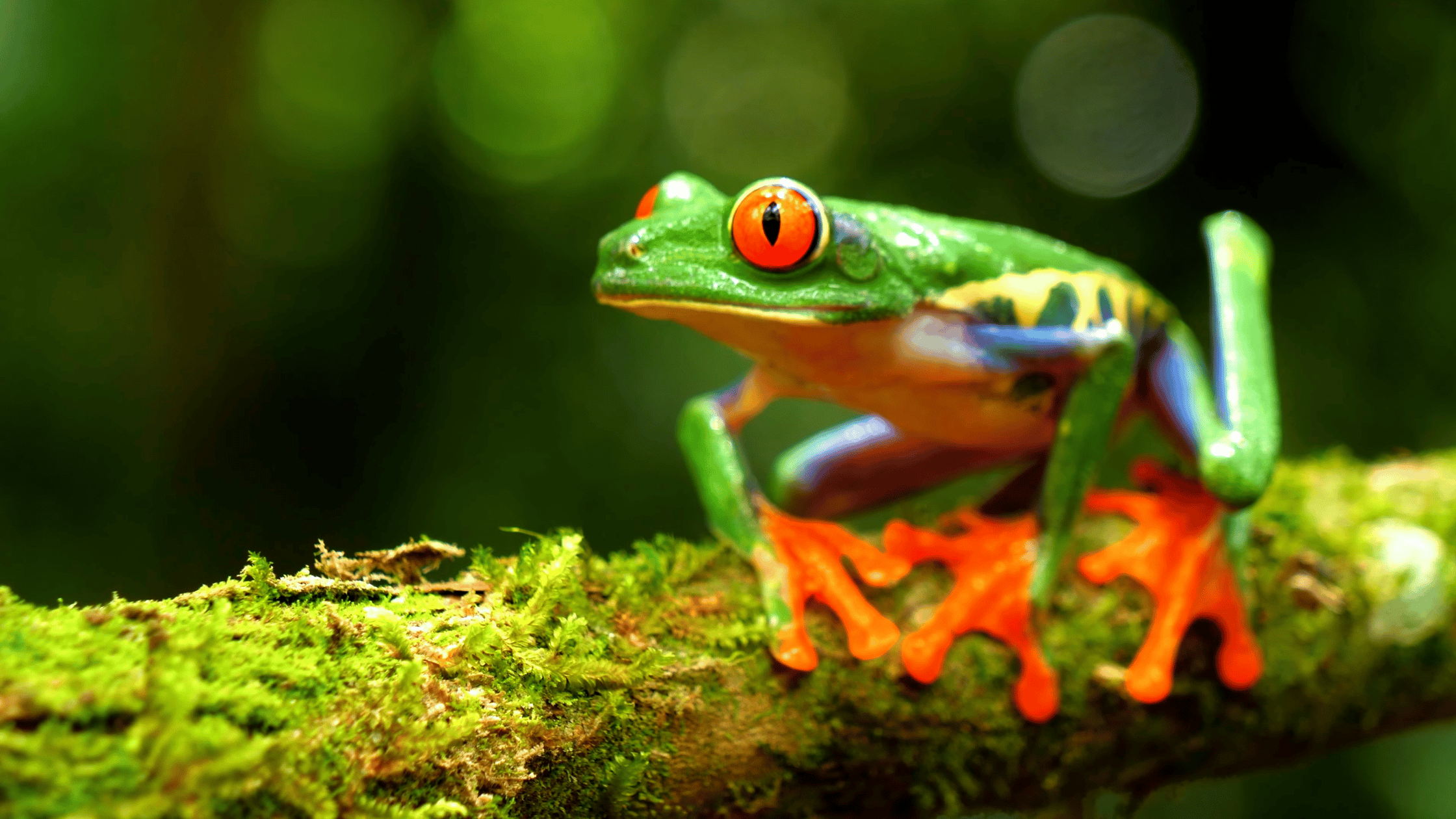Master Stress for Success: Leadership Workshop on World Frog Day