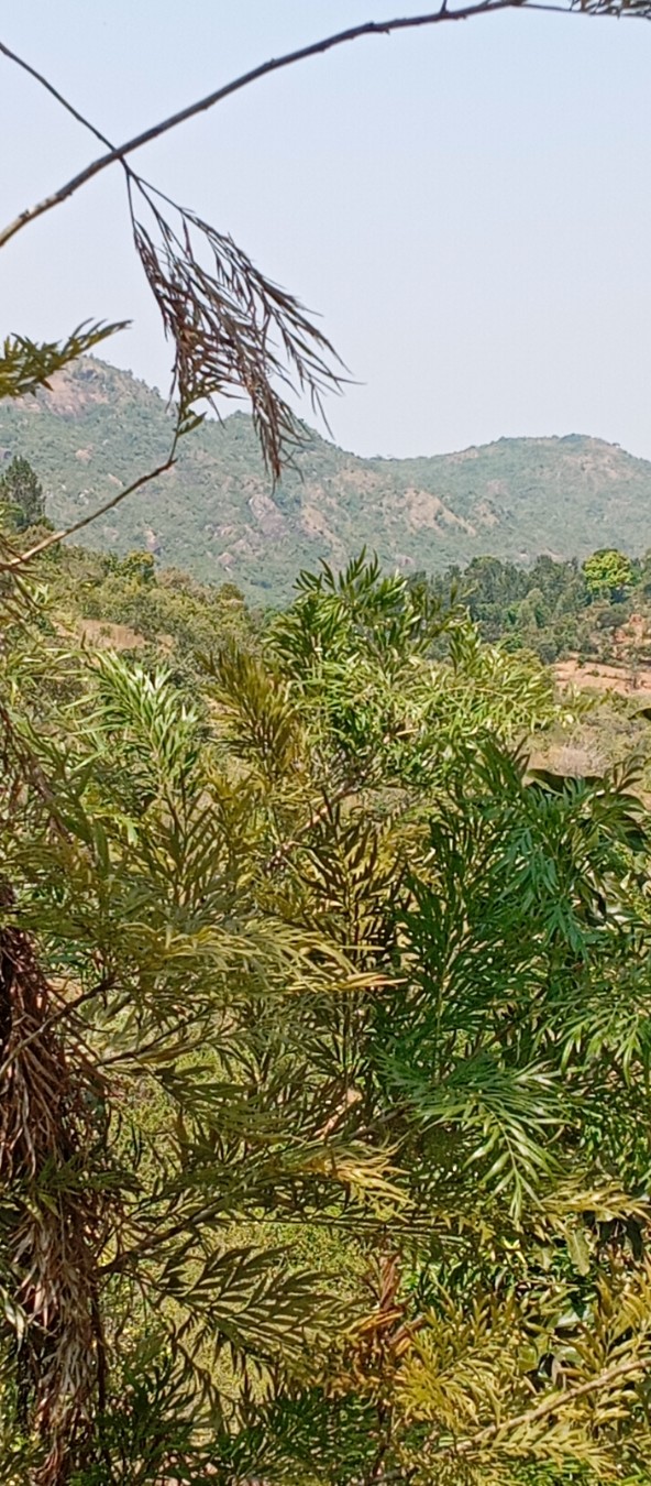 Lessons from Kitui County: Why Localized Knowledge is Key to ASAL Climate Resilience