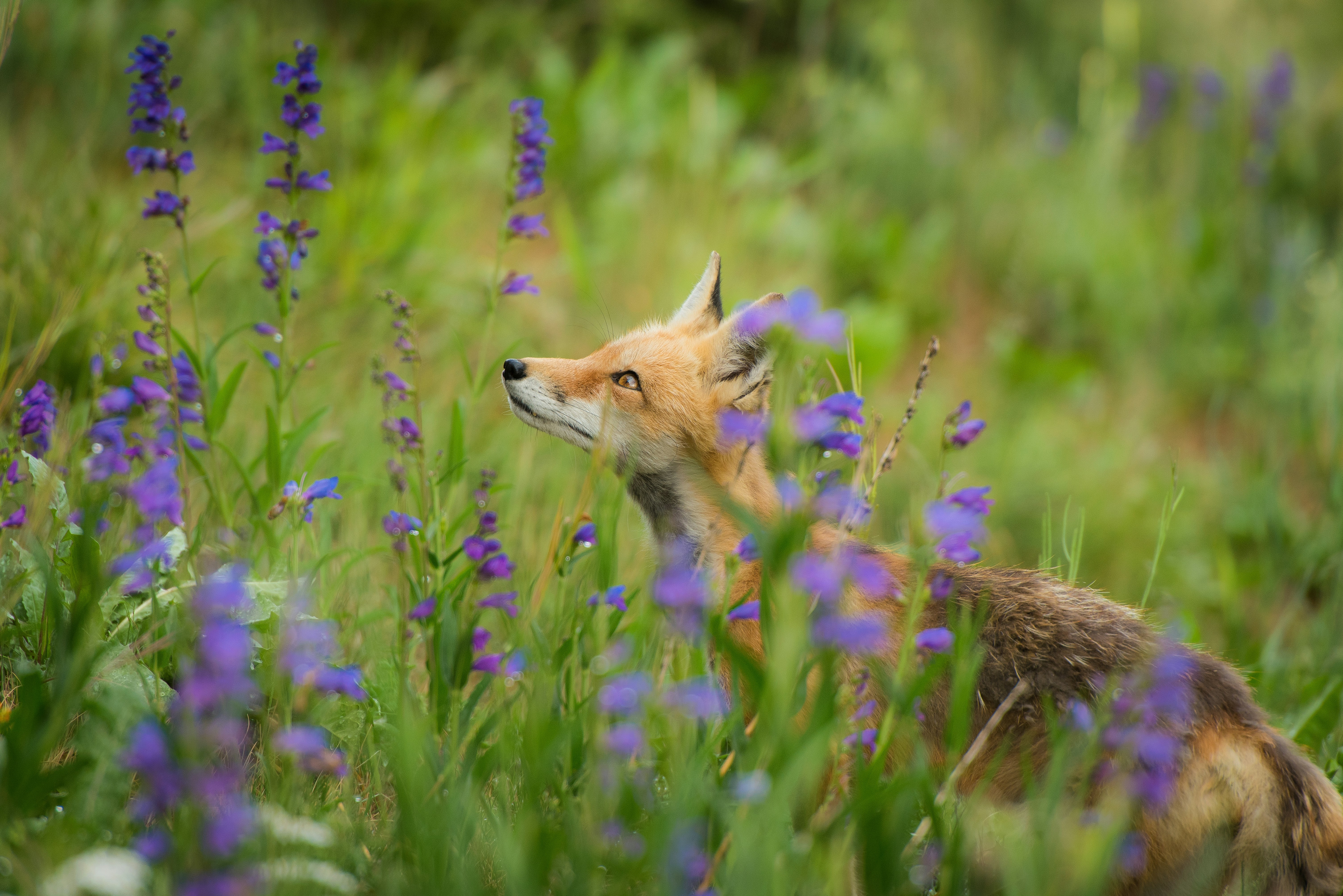 Volunteer at BES2026: Be Part of Europe's Largest Ecology Conference