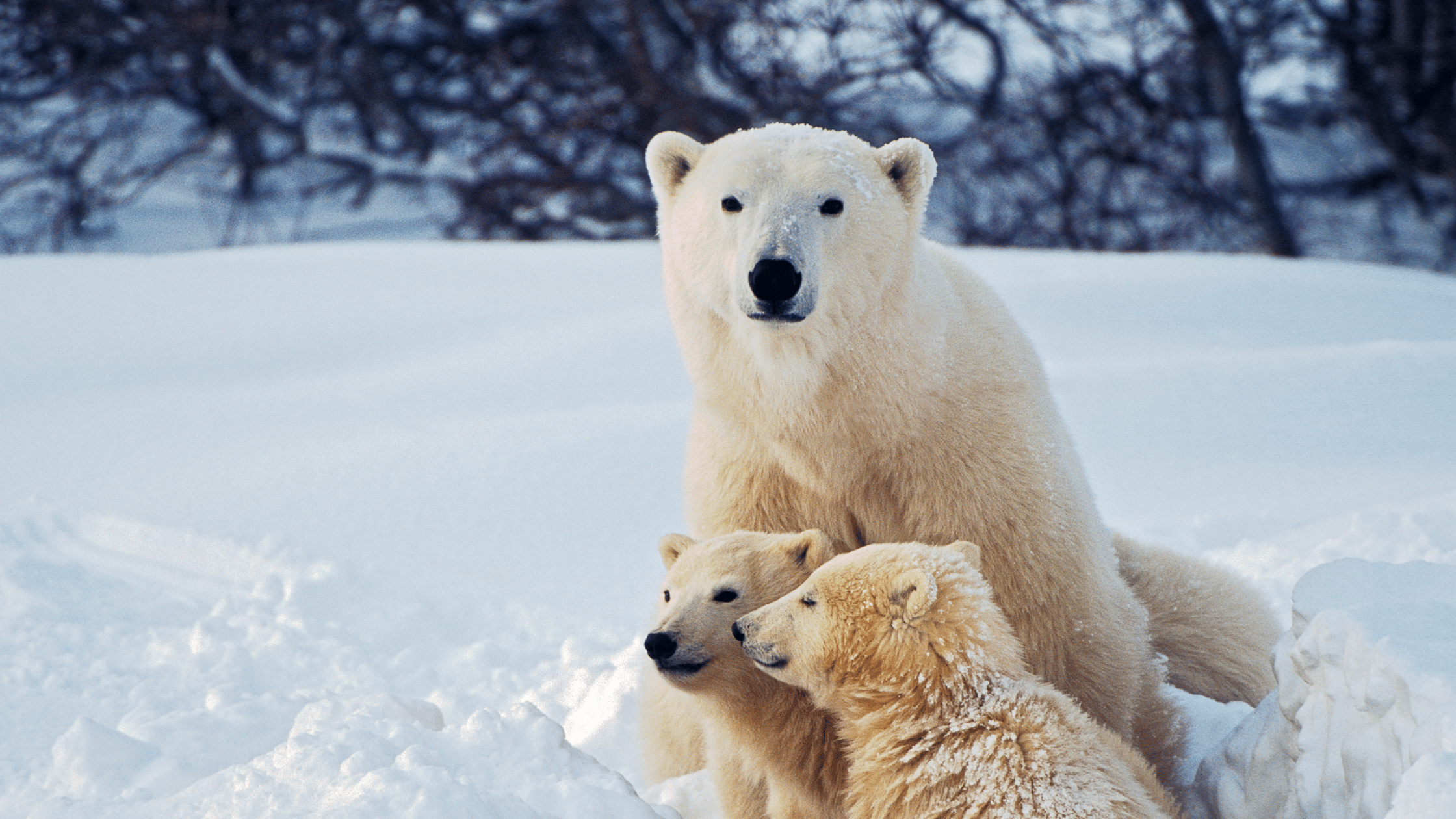 Craft Your Leadership Story: Workshop on Polar Bear Day (Feb 27)