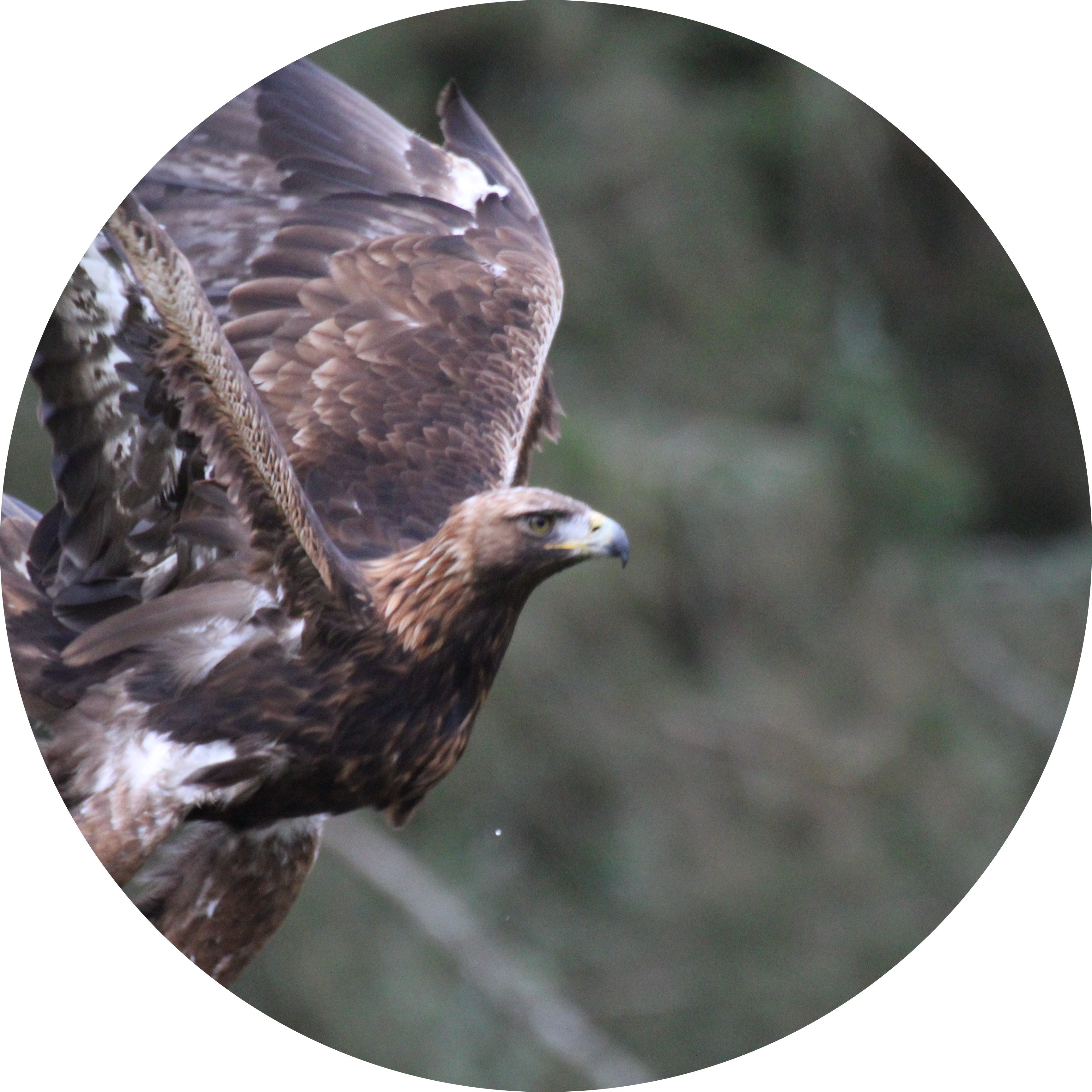 Go to the profile of Darragh Cornally