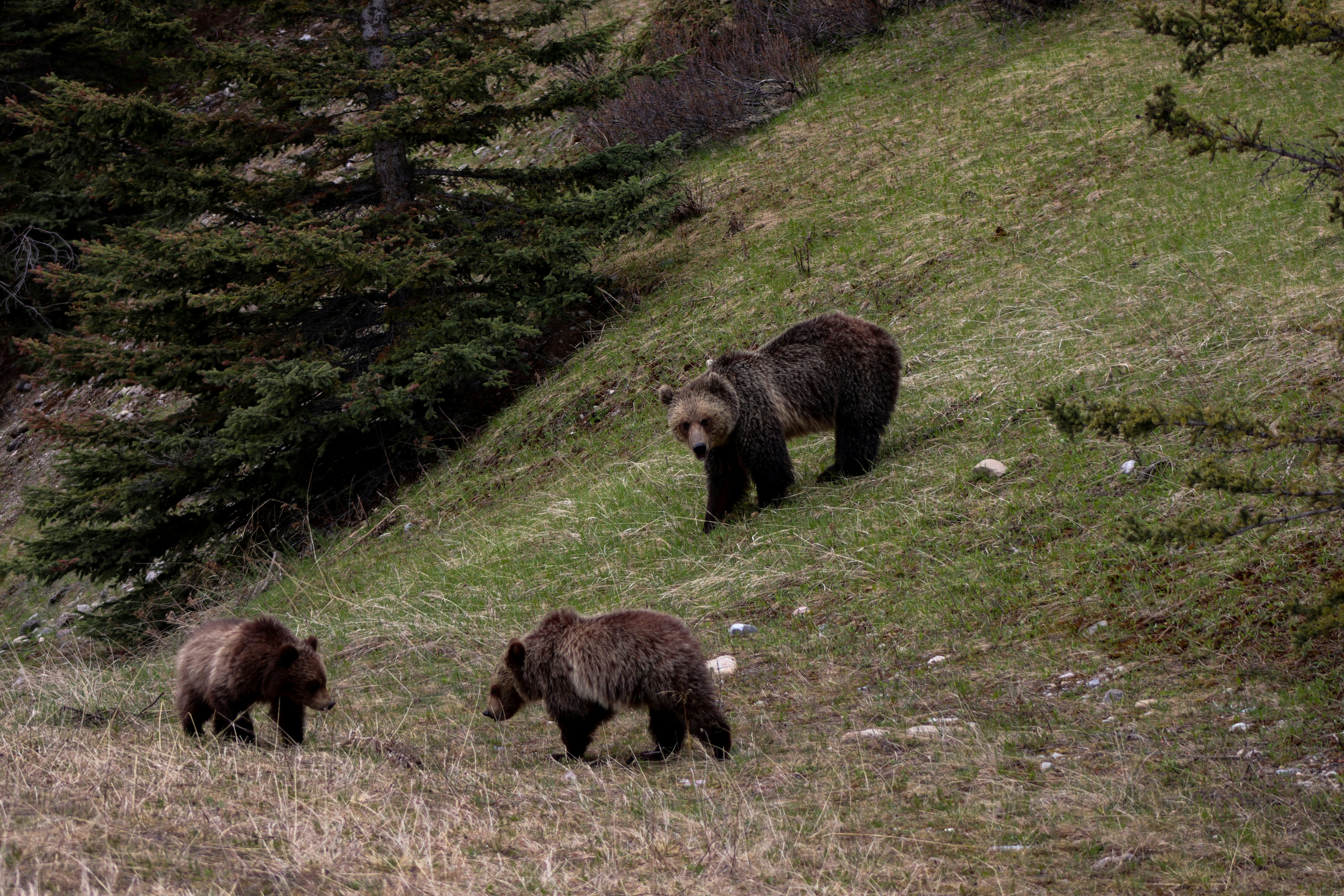 Rewilding Volunteer Opportunities in Italy