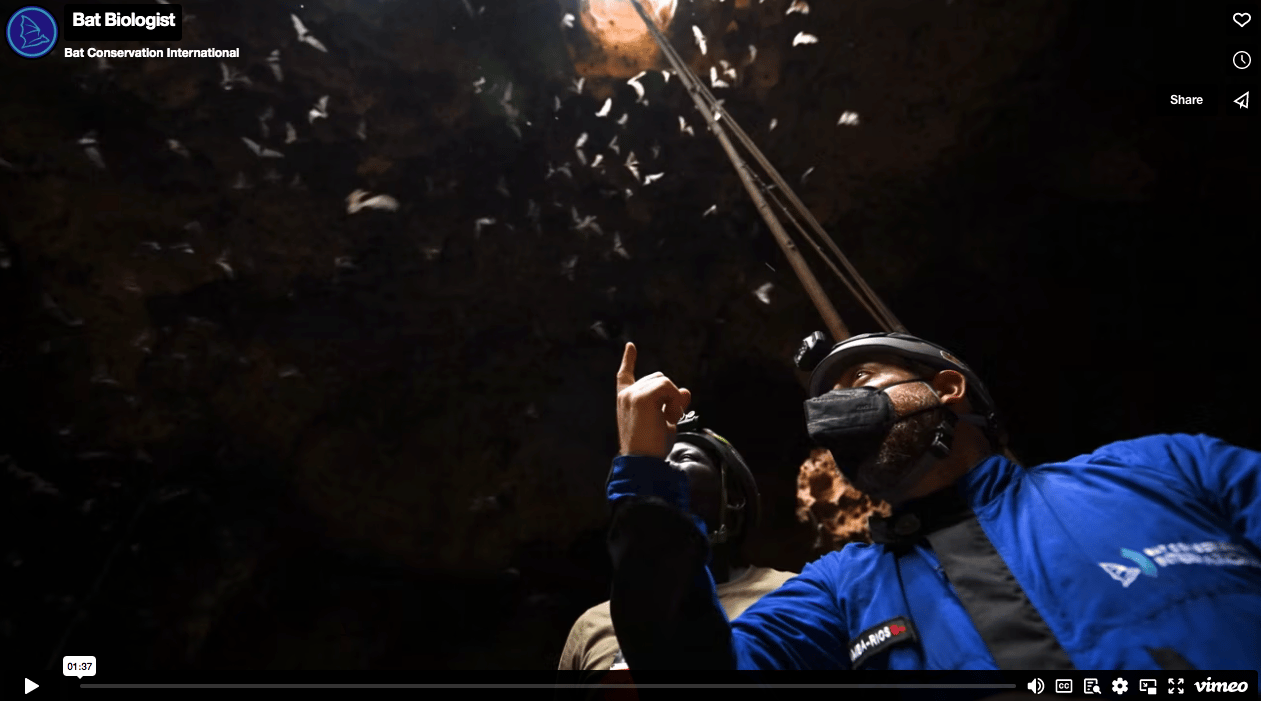 Celebrating milestones: Endangered Hildegardes Tomb Bat