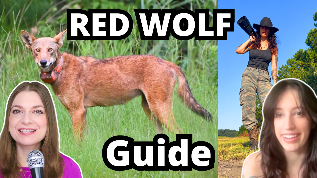 Inside Ecotourism Careers: Finding the World’s Rarest Wolf -  Interview with Aspen S.