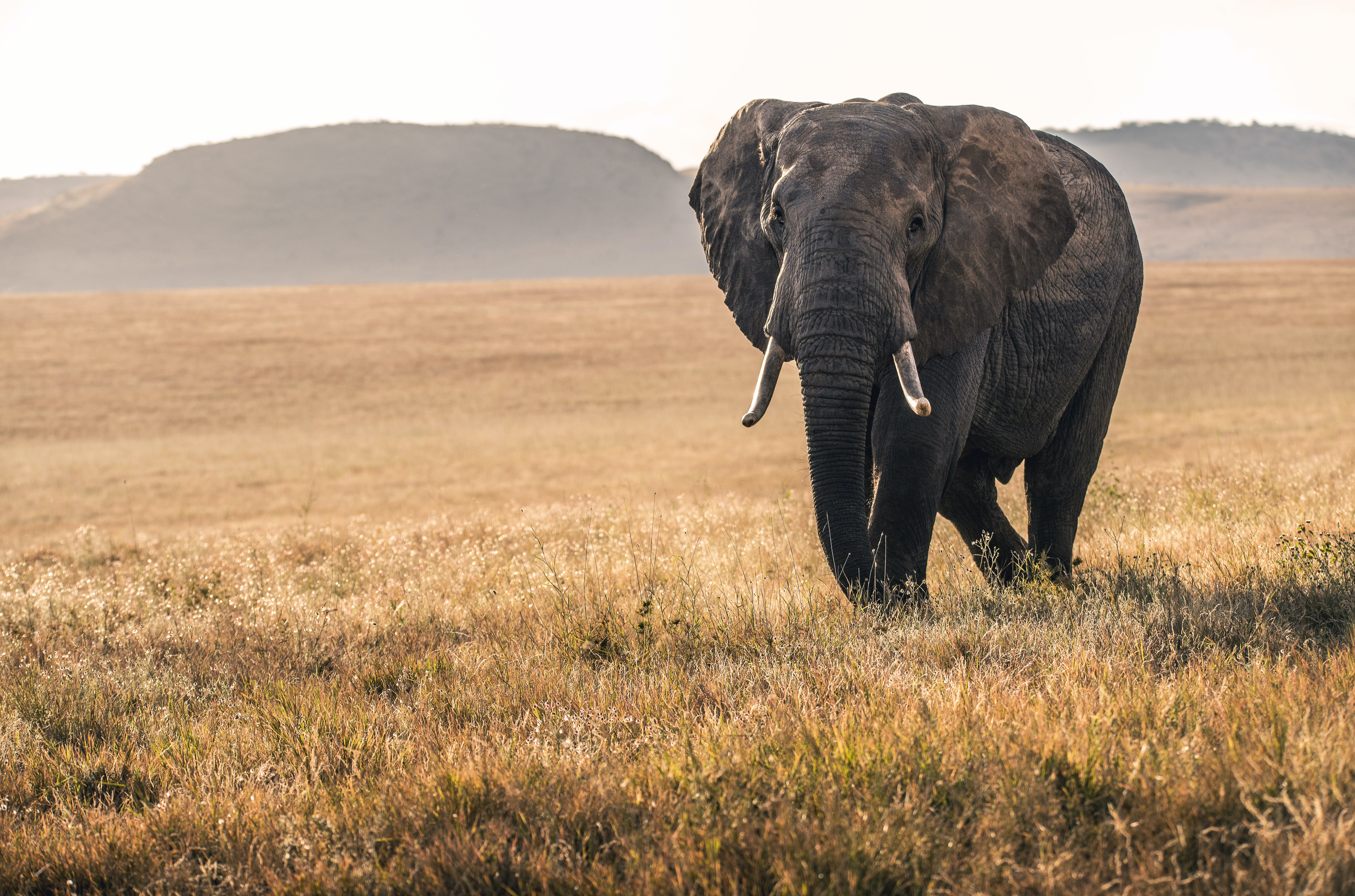 Mobilising East African nature restoration professionals