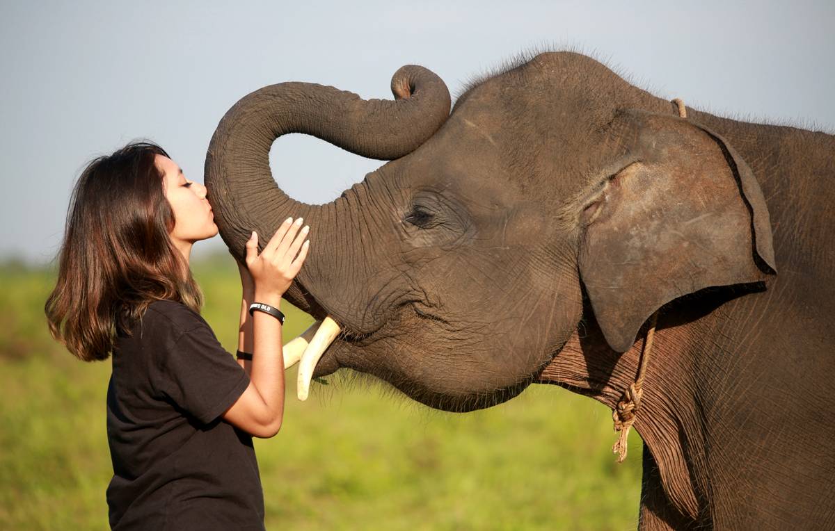 Introduction to a new idea to terminate Ivory trade