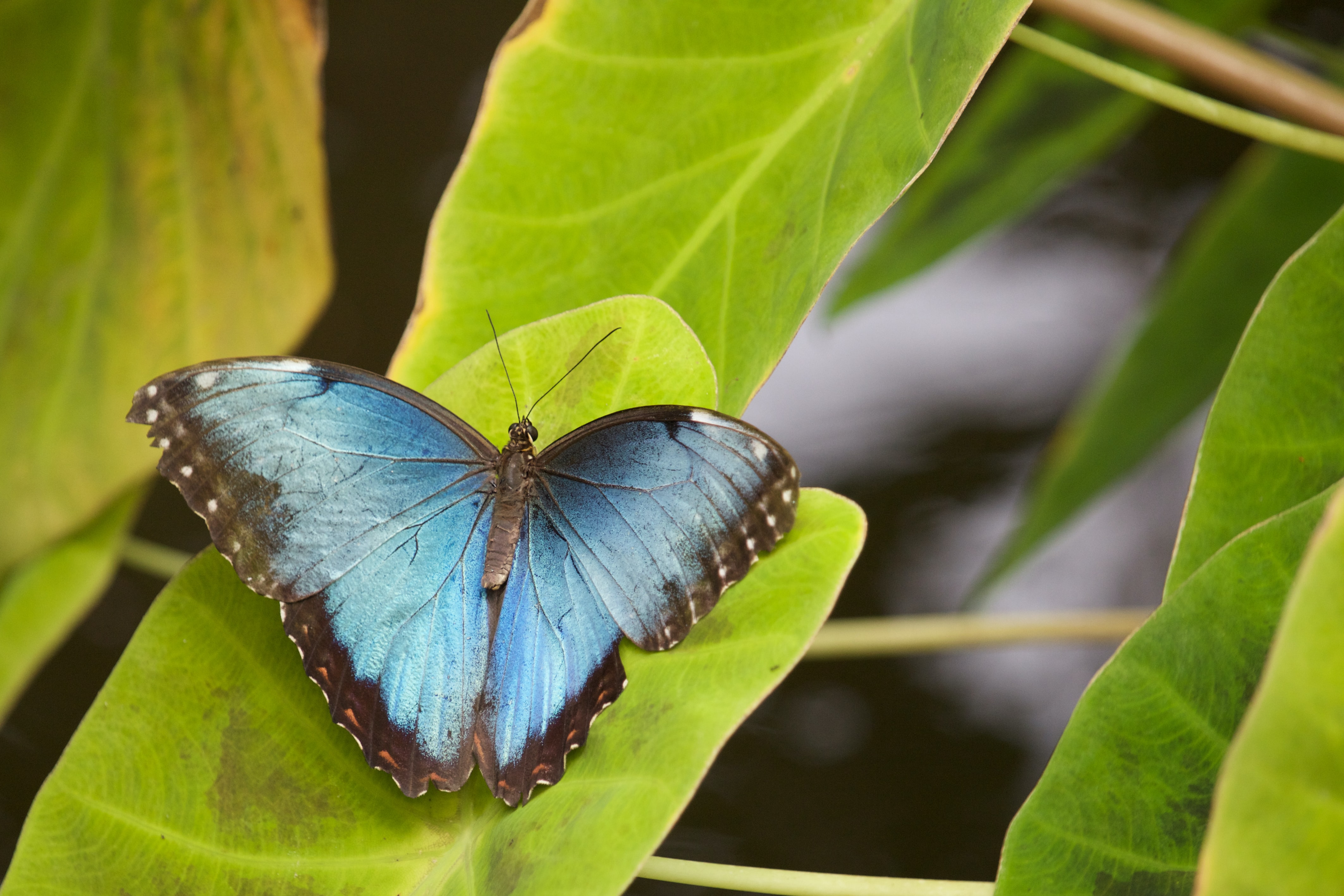 WildHub