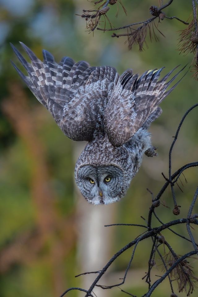 From Forests to Cyberspace: a Holistic Approach to Wildlife Protection