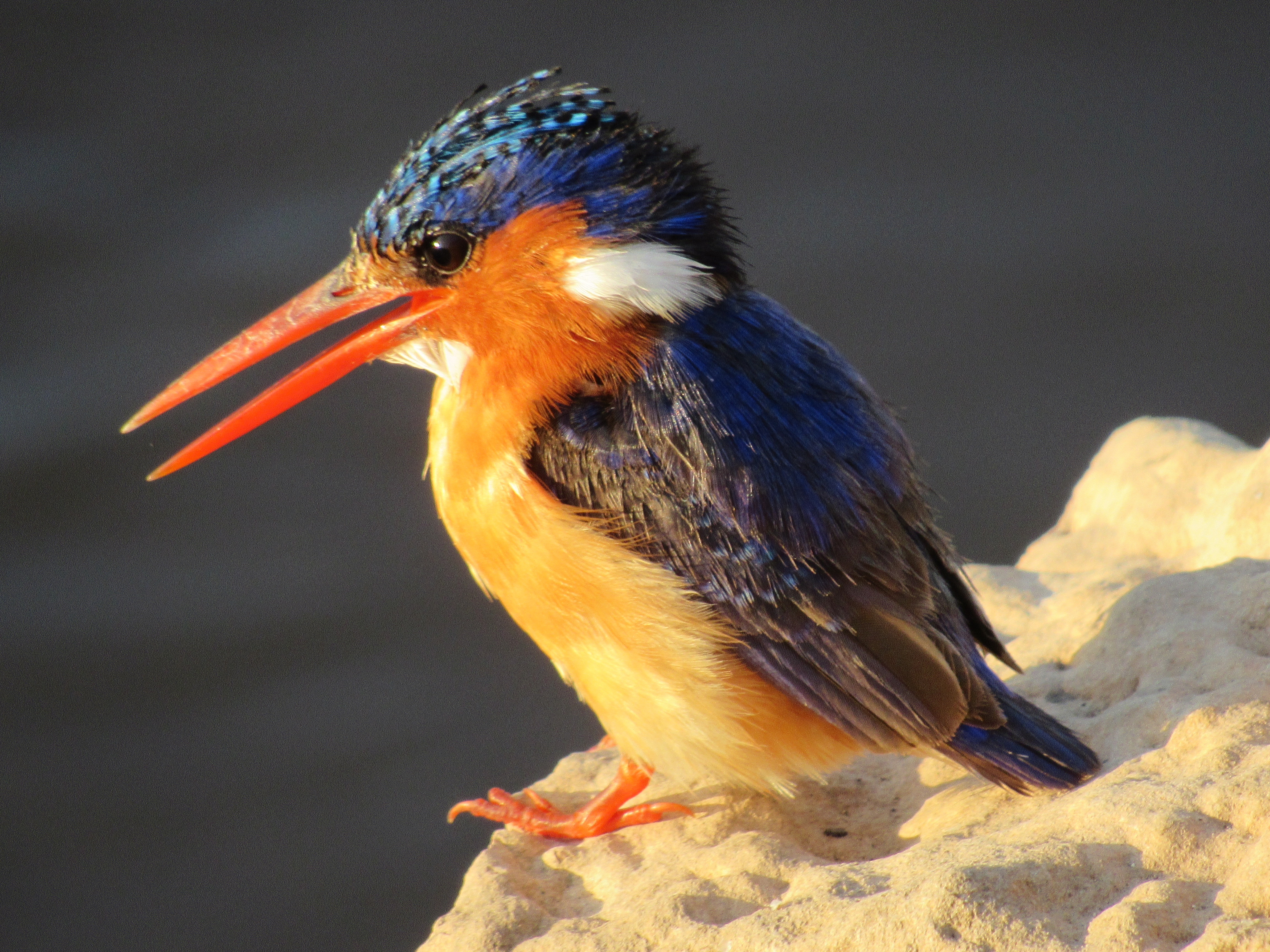 Open Society University Network Academy Fellowships 2024-25