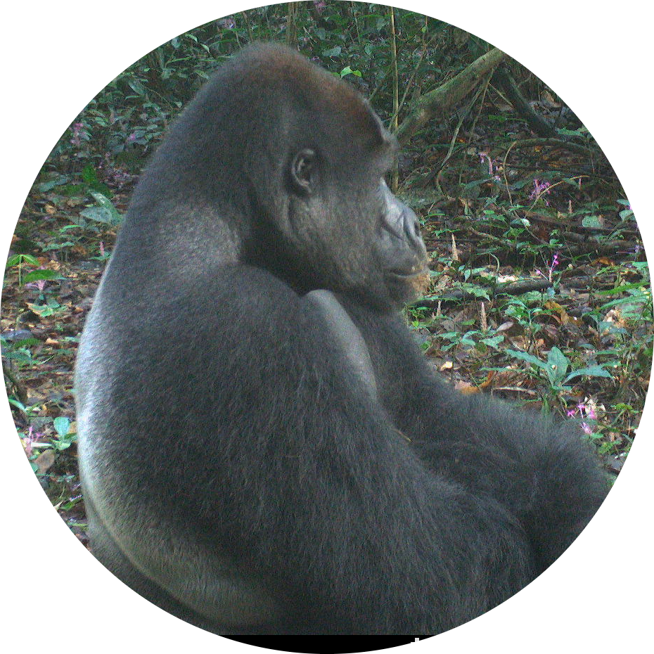 Go to the profile of Daniel Mfossa