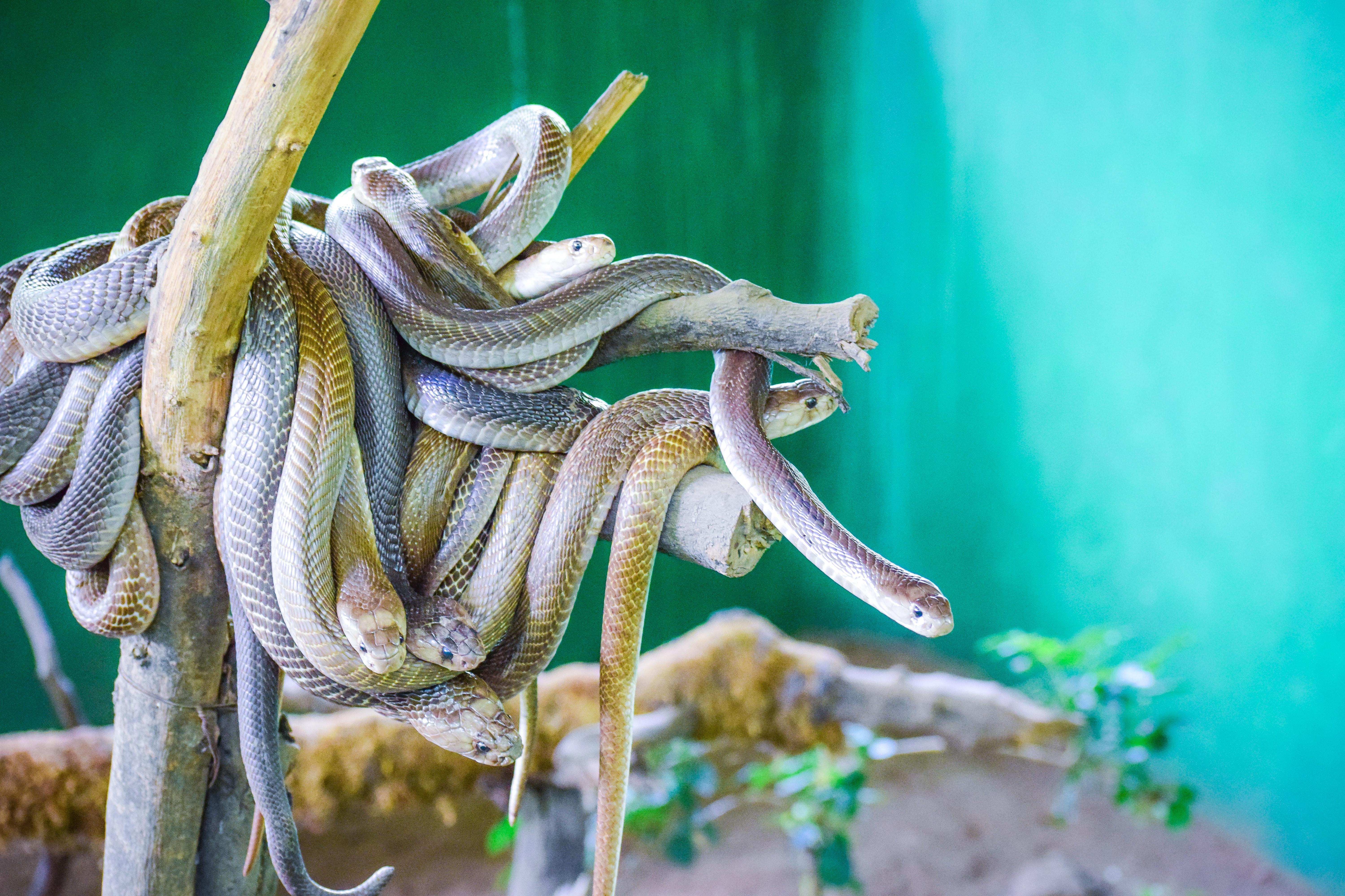 The answers you need in the life of a herpetologist during snake conservation