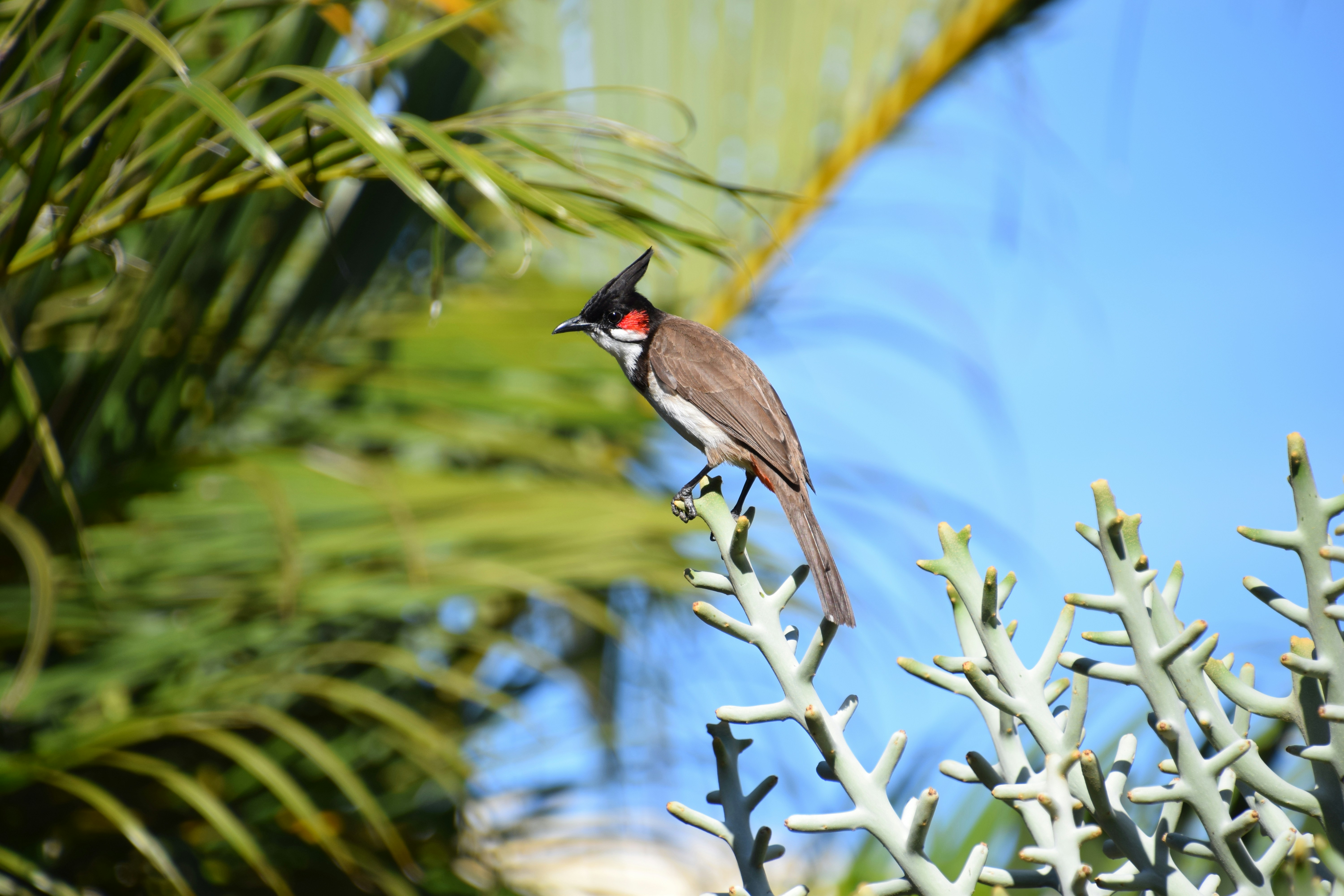 Volunteer in Paradise: A Unique Opportunity in Mauritius