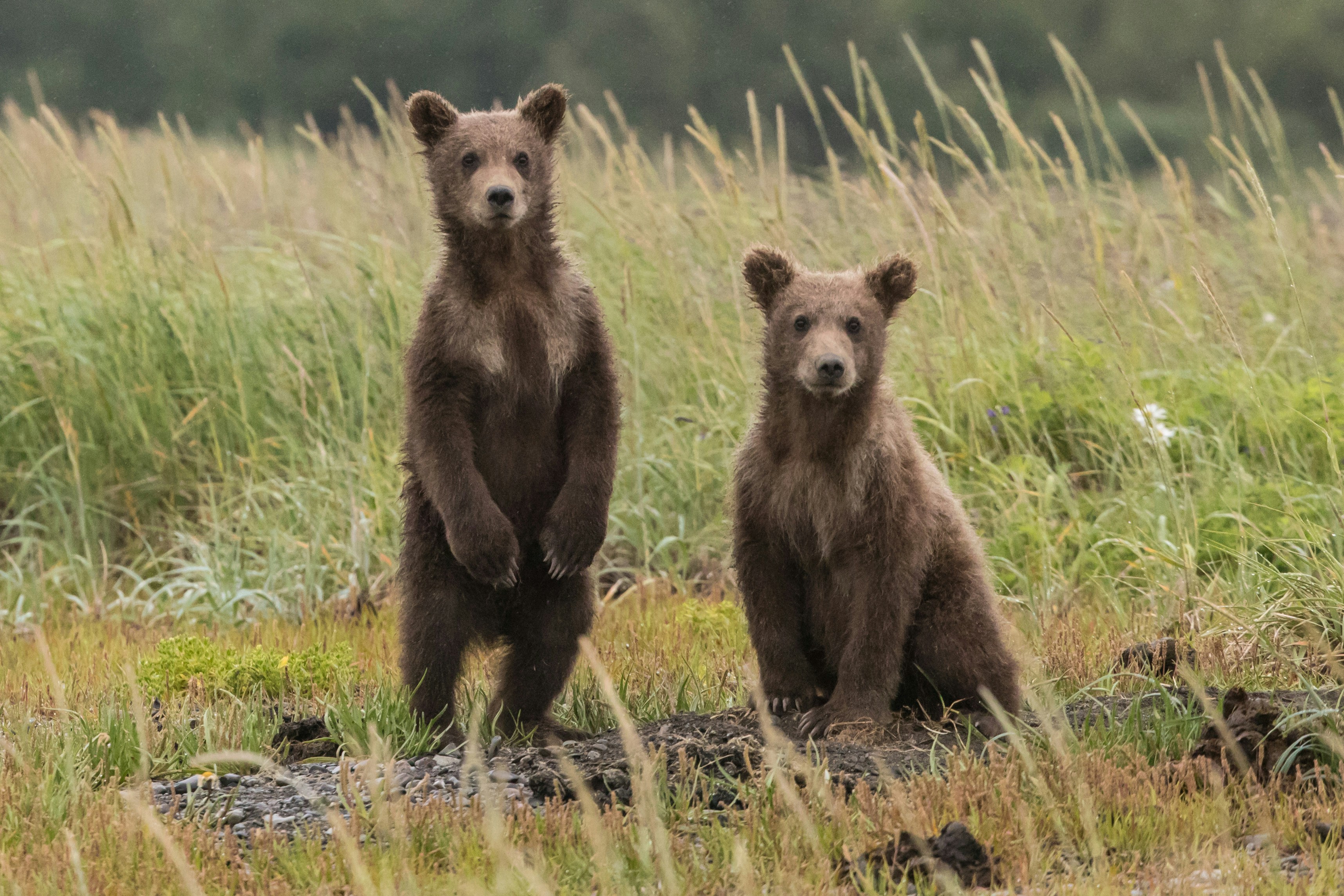 Living Well with Wildlife 🤝🌿🐾