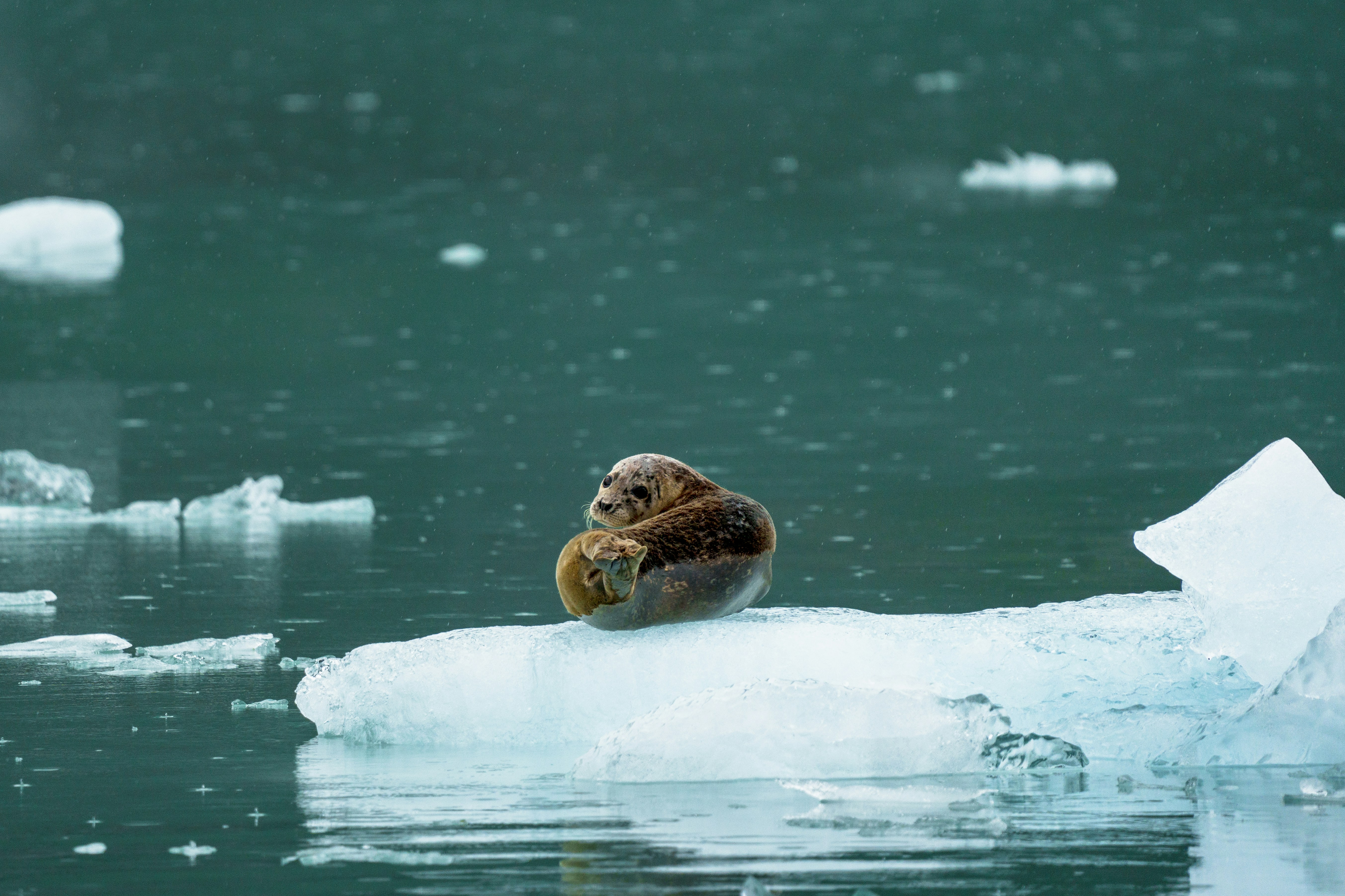 Help Shape Conservation Policy: Join the BES Policy Lab on Irreplaceable Habitat