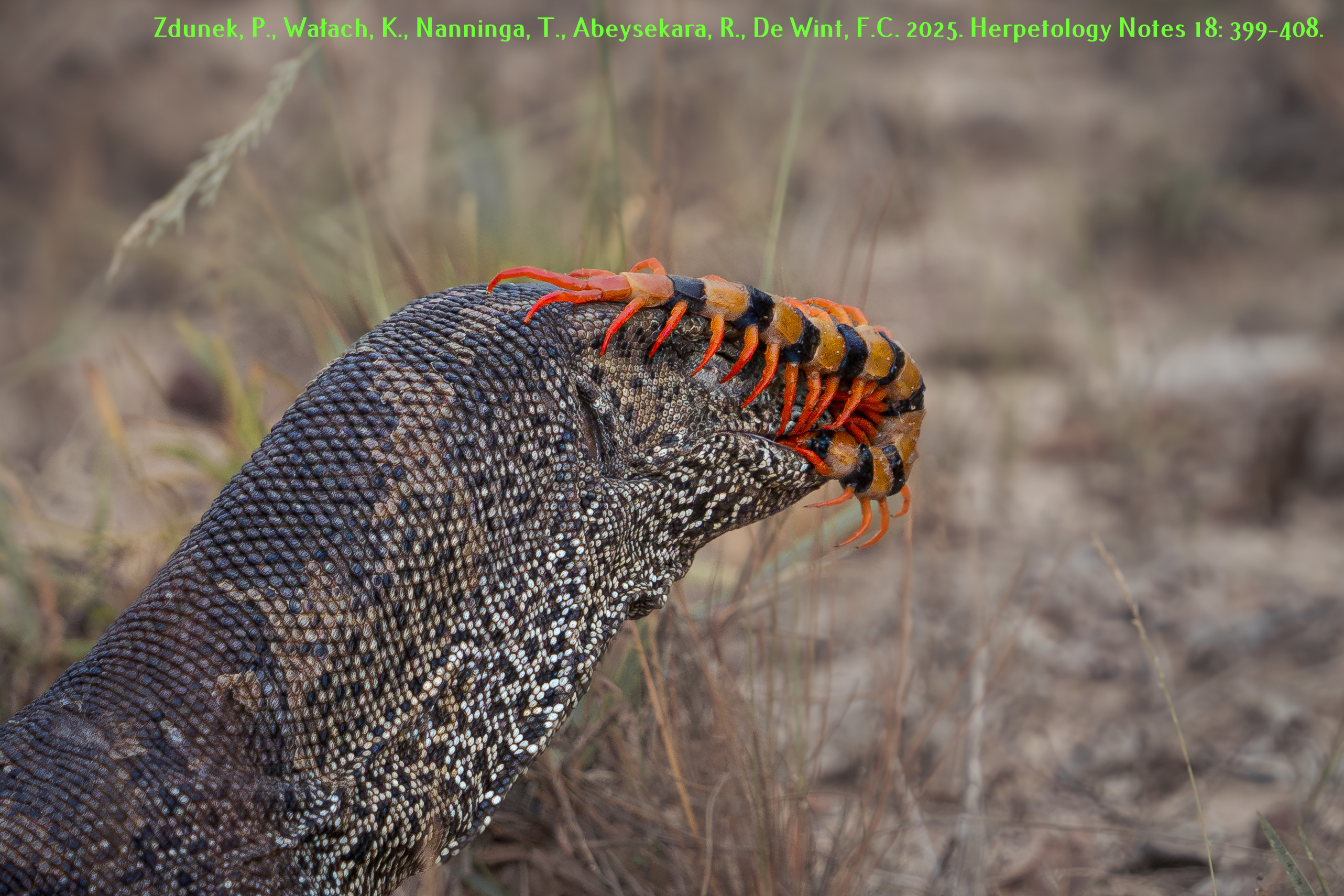 New predation records of monitor lizards on scolopendrid centipedes