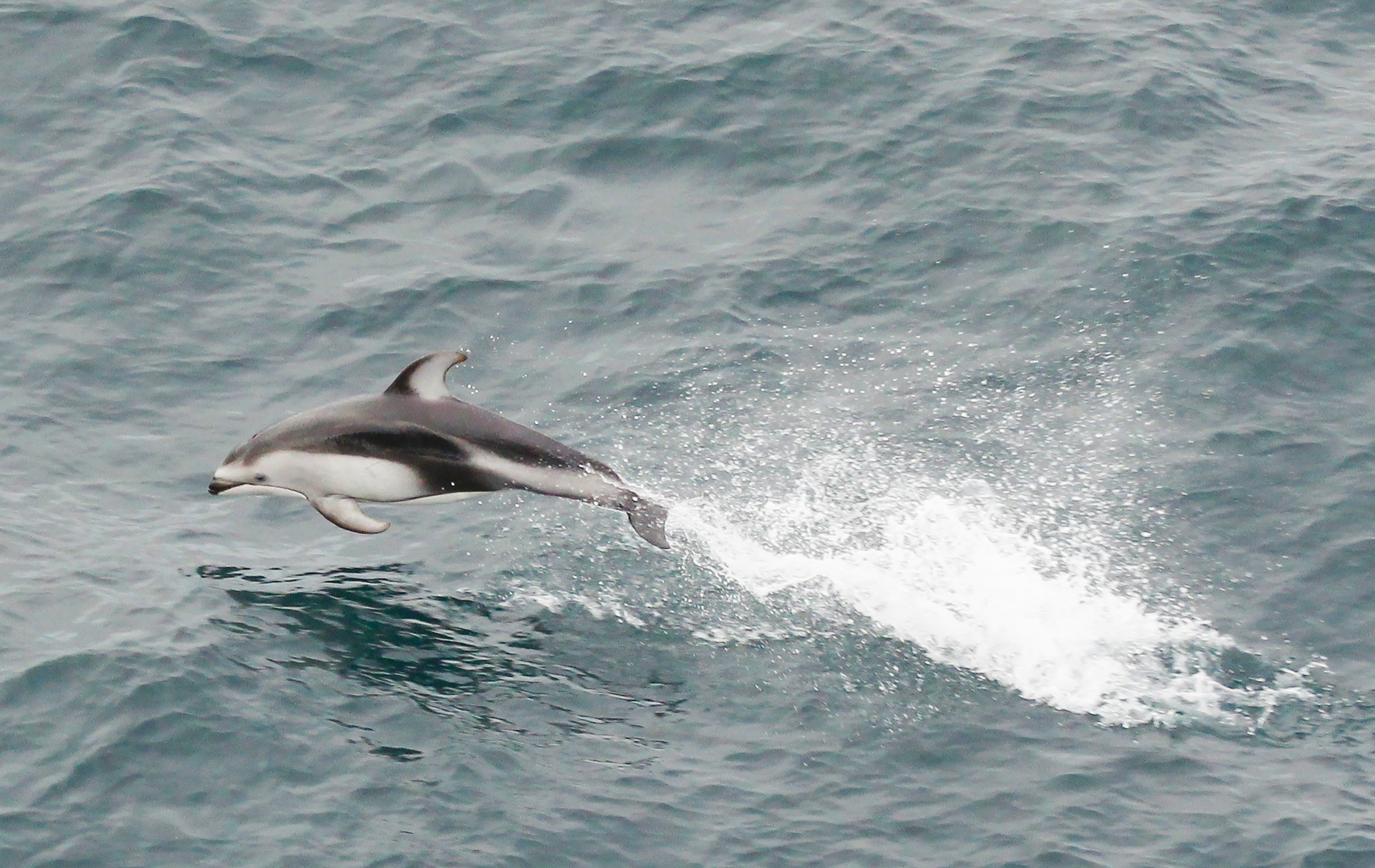 Marine Conservation Volunteer positions available in New Quay, Wales
