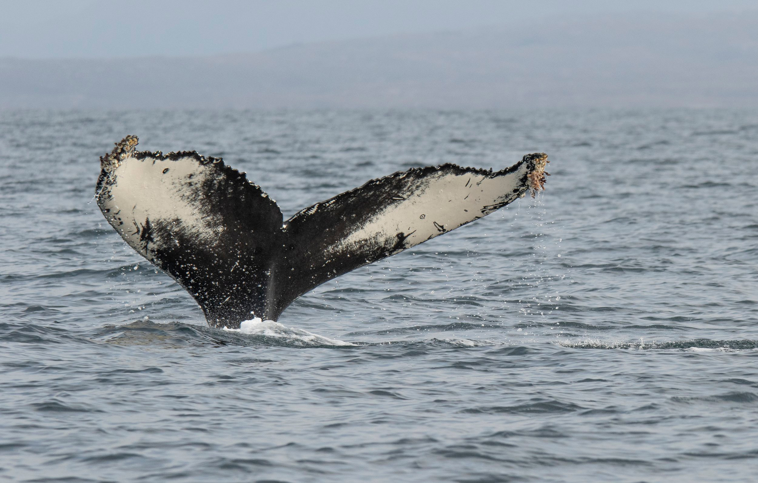 Job Vacancies - The Hebridean Whale & Dolphin Trust, Scotland