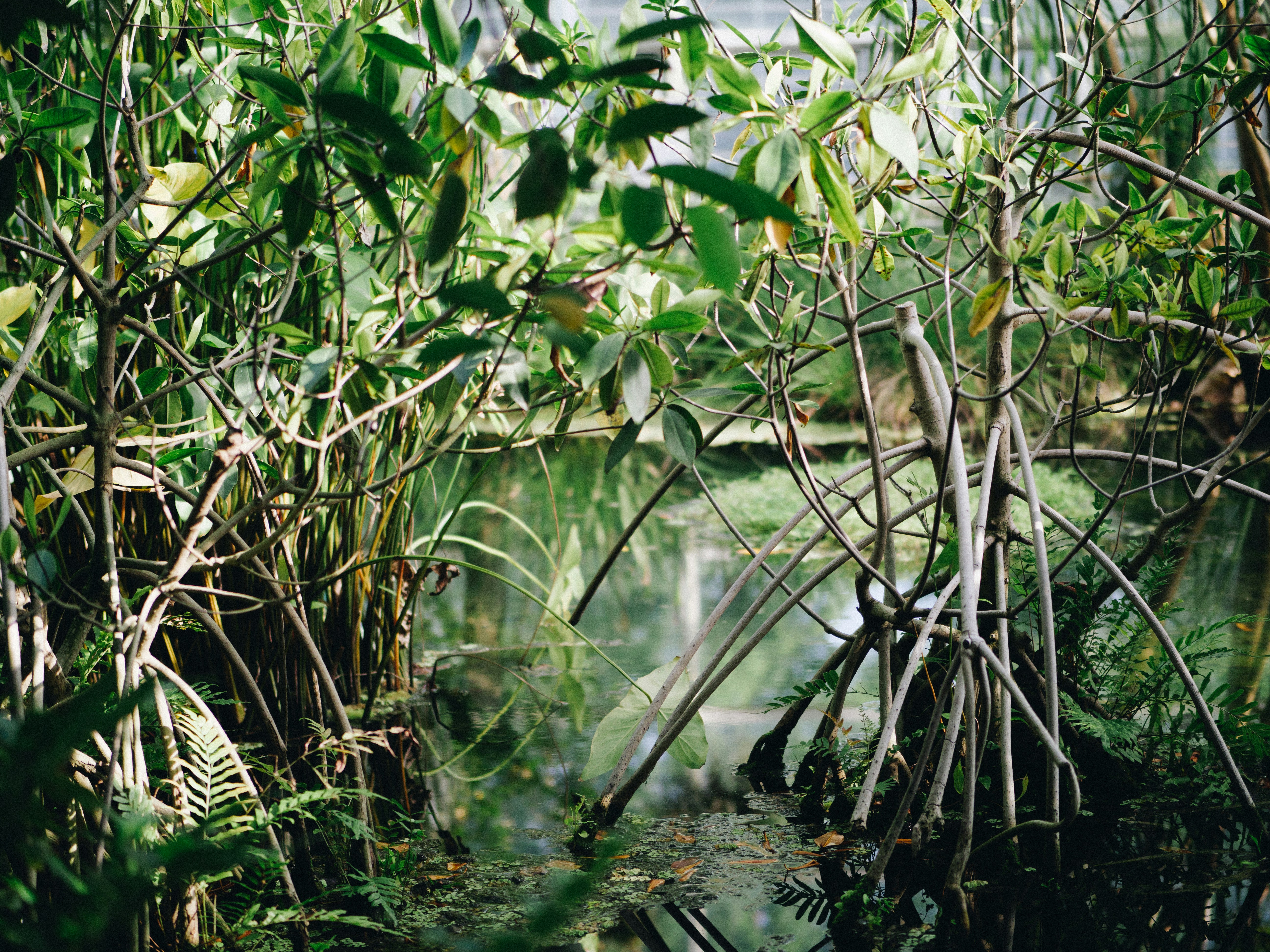 Embracing Mangrove Conservation: A Global Imperative in the Climate Crisis