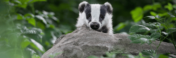 We're hiring a Communications Officer!