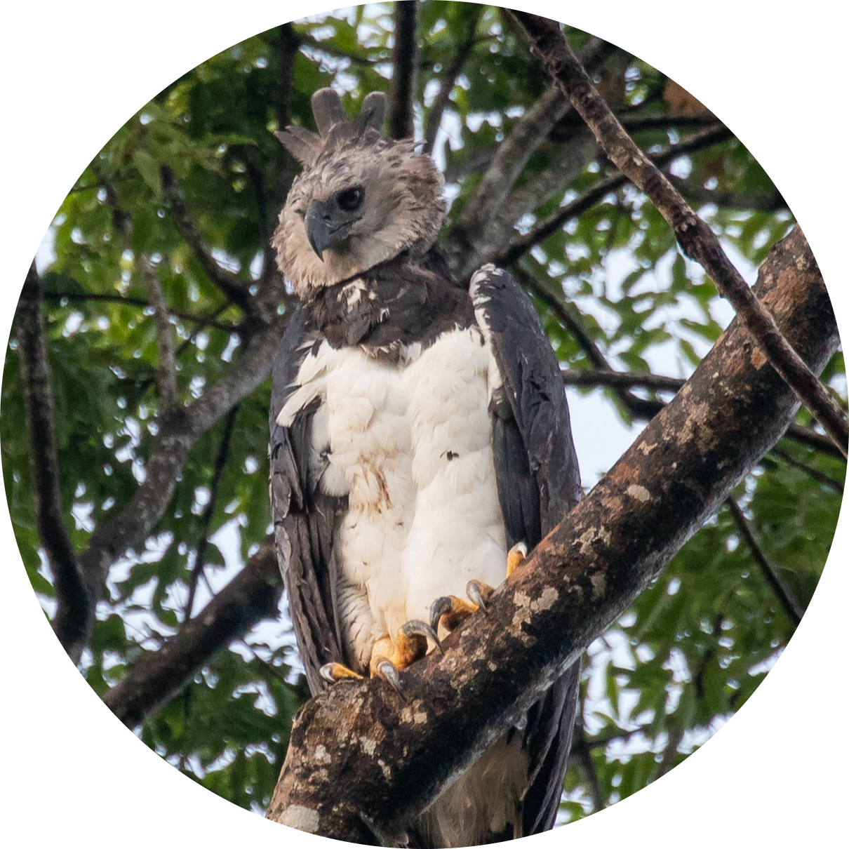 Go to the profile of Alson Ovando