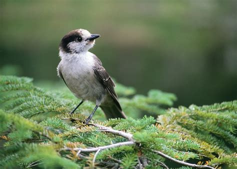 Bird, Insect, Reptile, & Amphibian Conservation