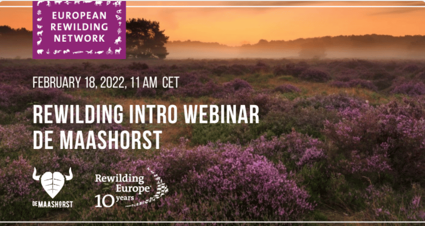 Rewilding Europe Making Europe a wilder place - 'Rewilding Intro' 
