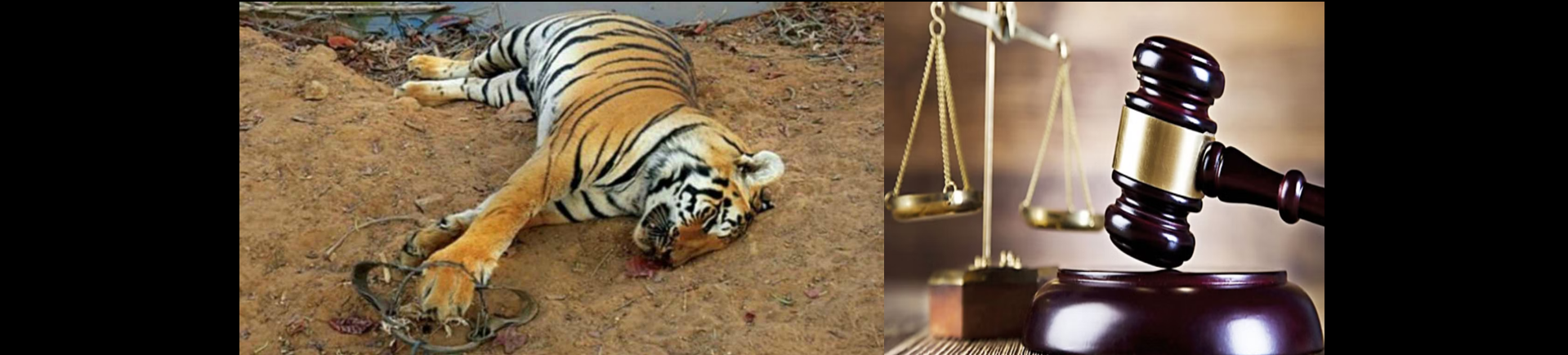 Confessional Statement : A Boon or Bane For Wildlife Law Enforcement 