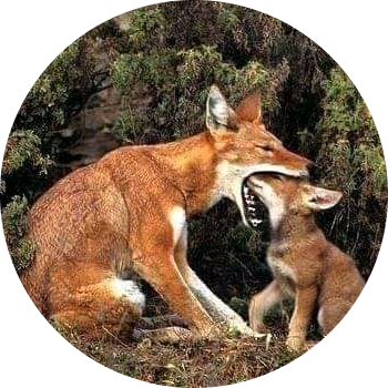 Go to the profile of Fekadu