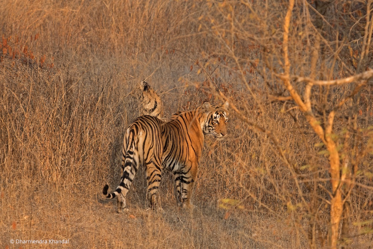 Feedback needed on conservation strategy development