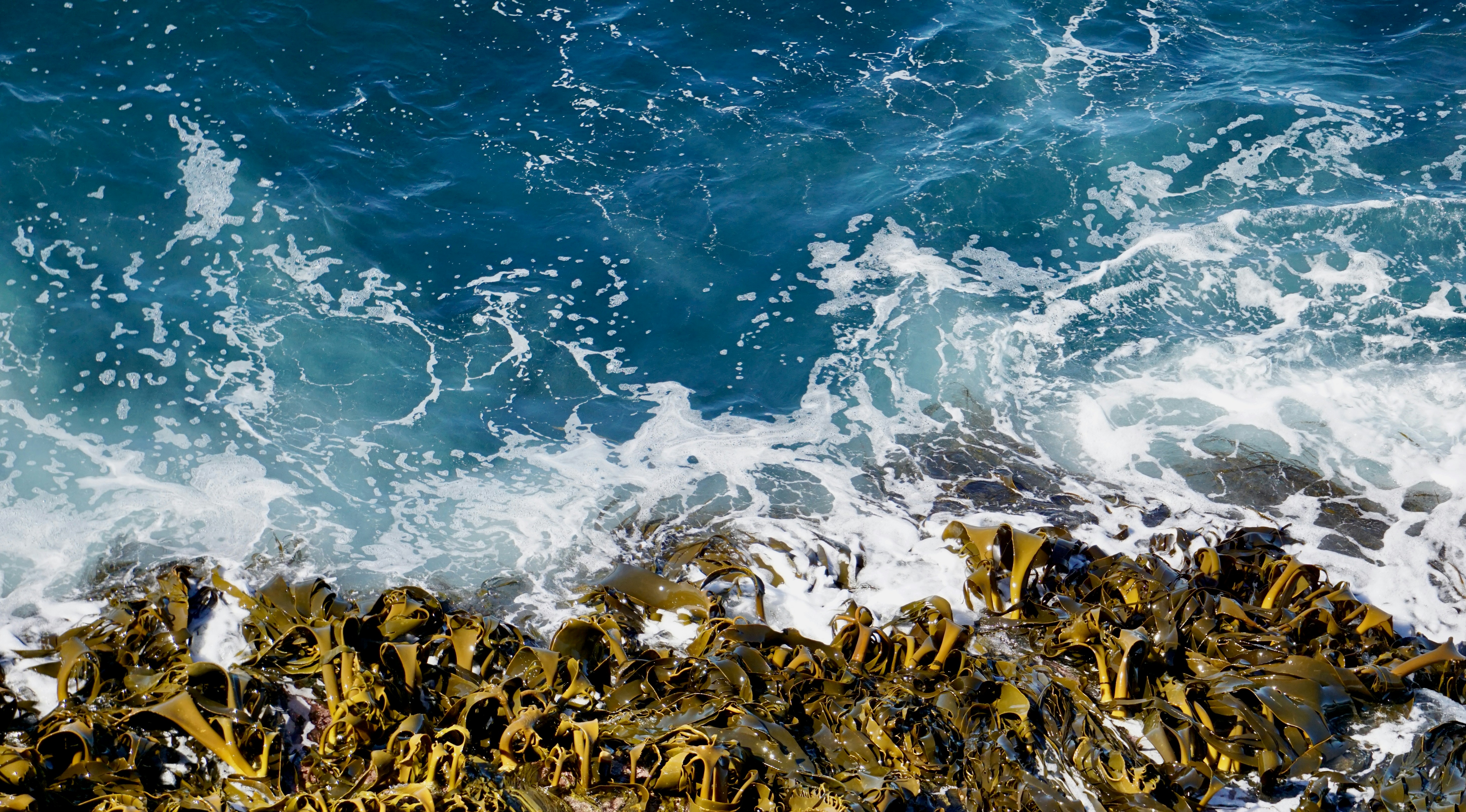 Big Seaweed Search Week is back! 