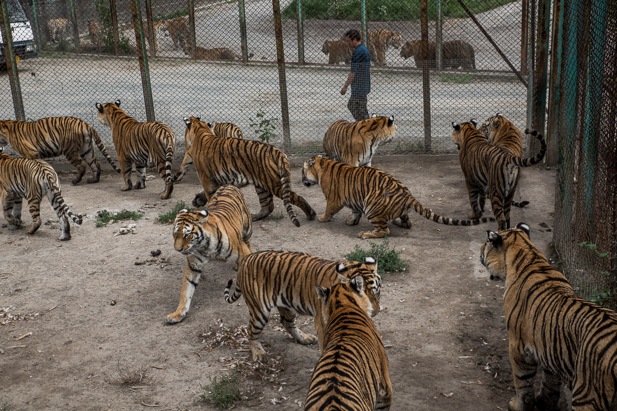 Holland is calling: tiger-centric specialism