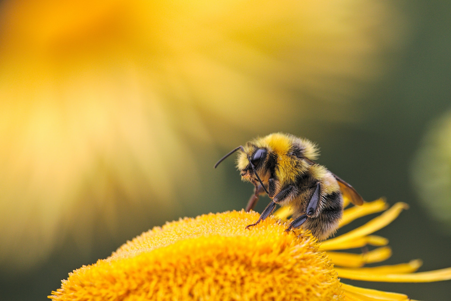 Ultimate Guide | How to Become an Ecologist