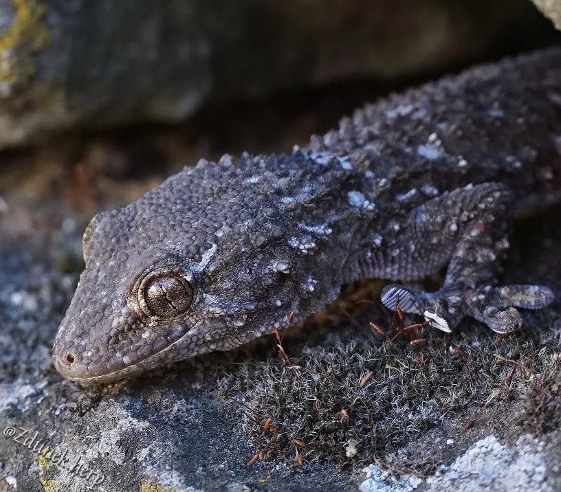 Interesting publication concerning a 12-month follow-up and video surveillance of an experimental “refuge” wall for geckos: 🦎 Euleptes europaea and young Hemidactylus turcicus 🦎