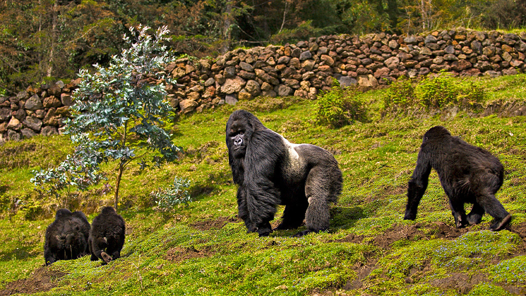 Interview 2 of a Primates Series: Looking at all of the aspects of the One Health approach using Disease Surveillance Monitoring in Gorillas 