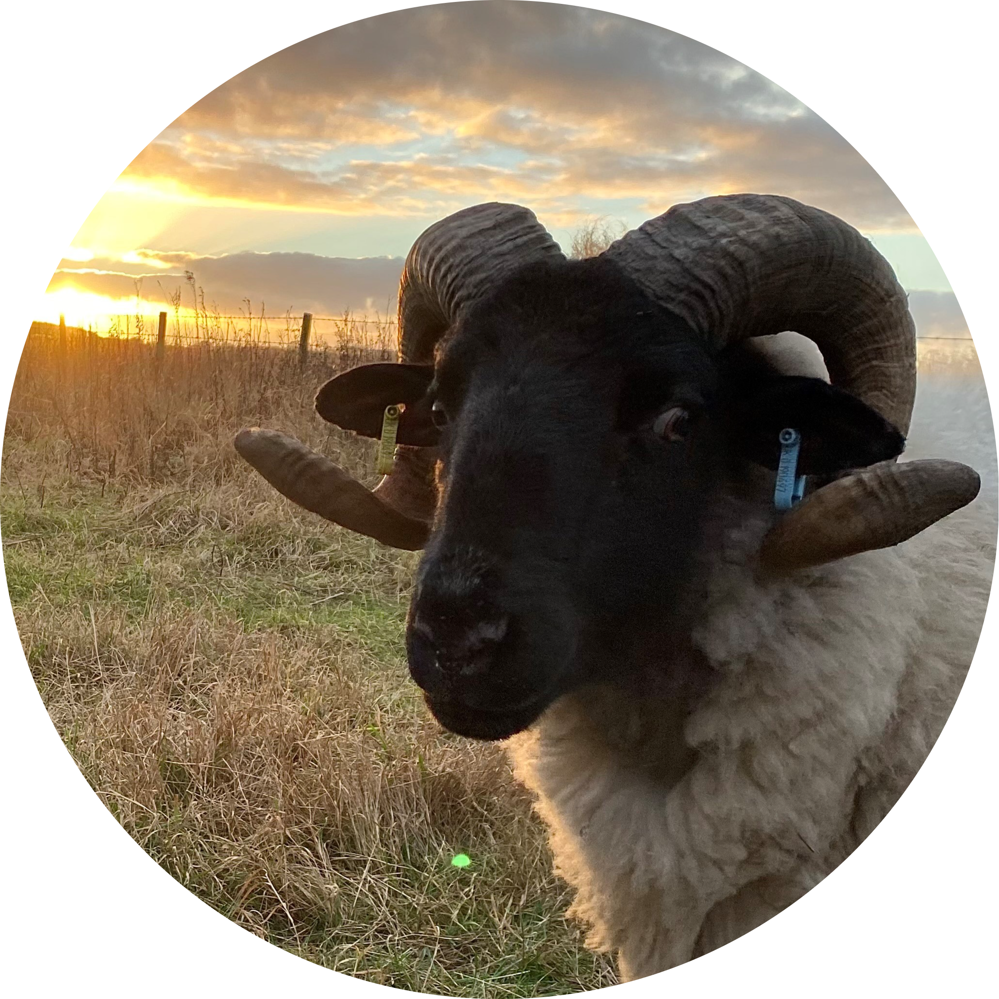 Go to the profile of Cheryl Ashton