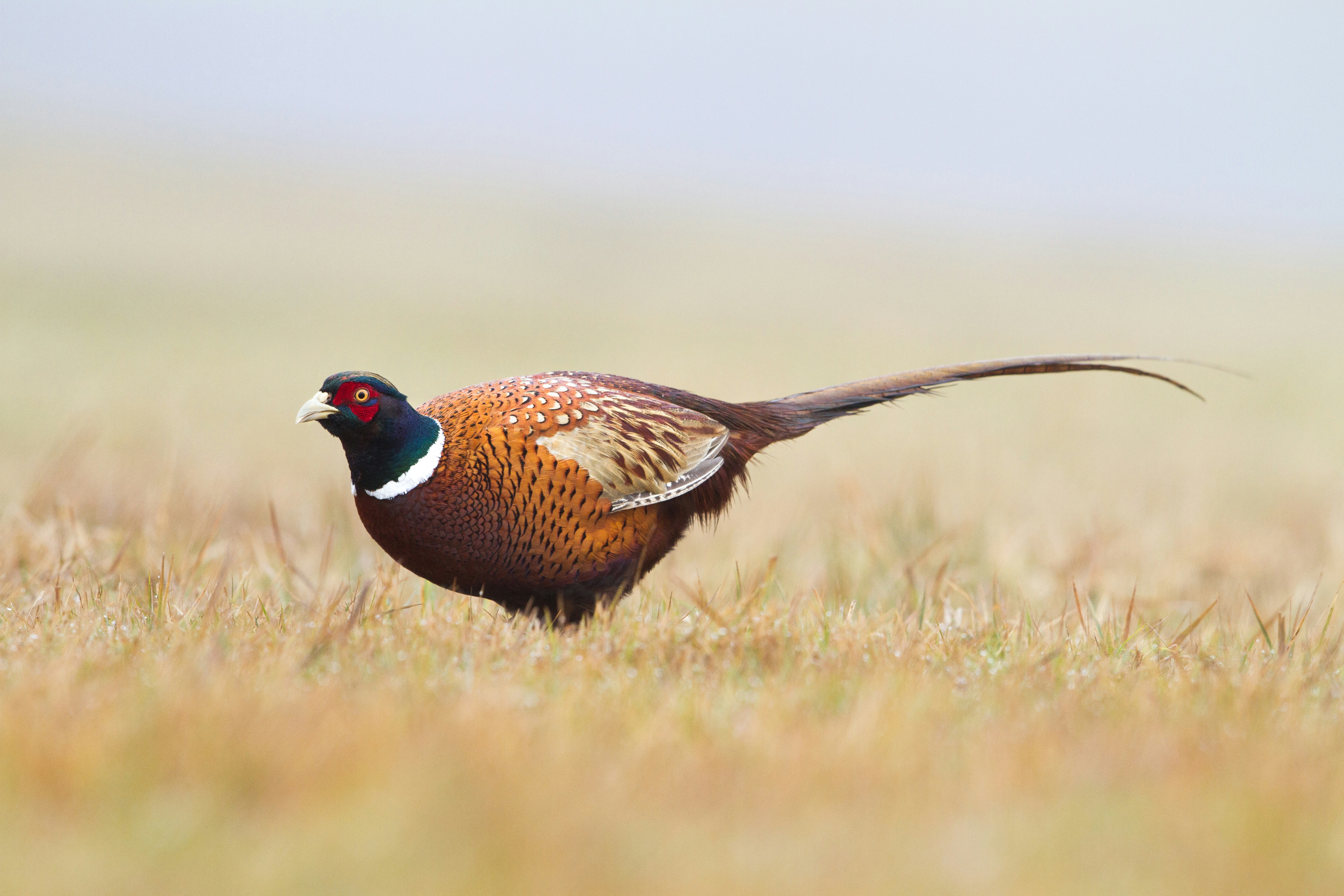 Jobs available at the Wildlife Trusts
