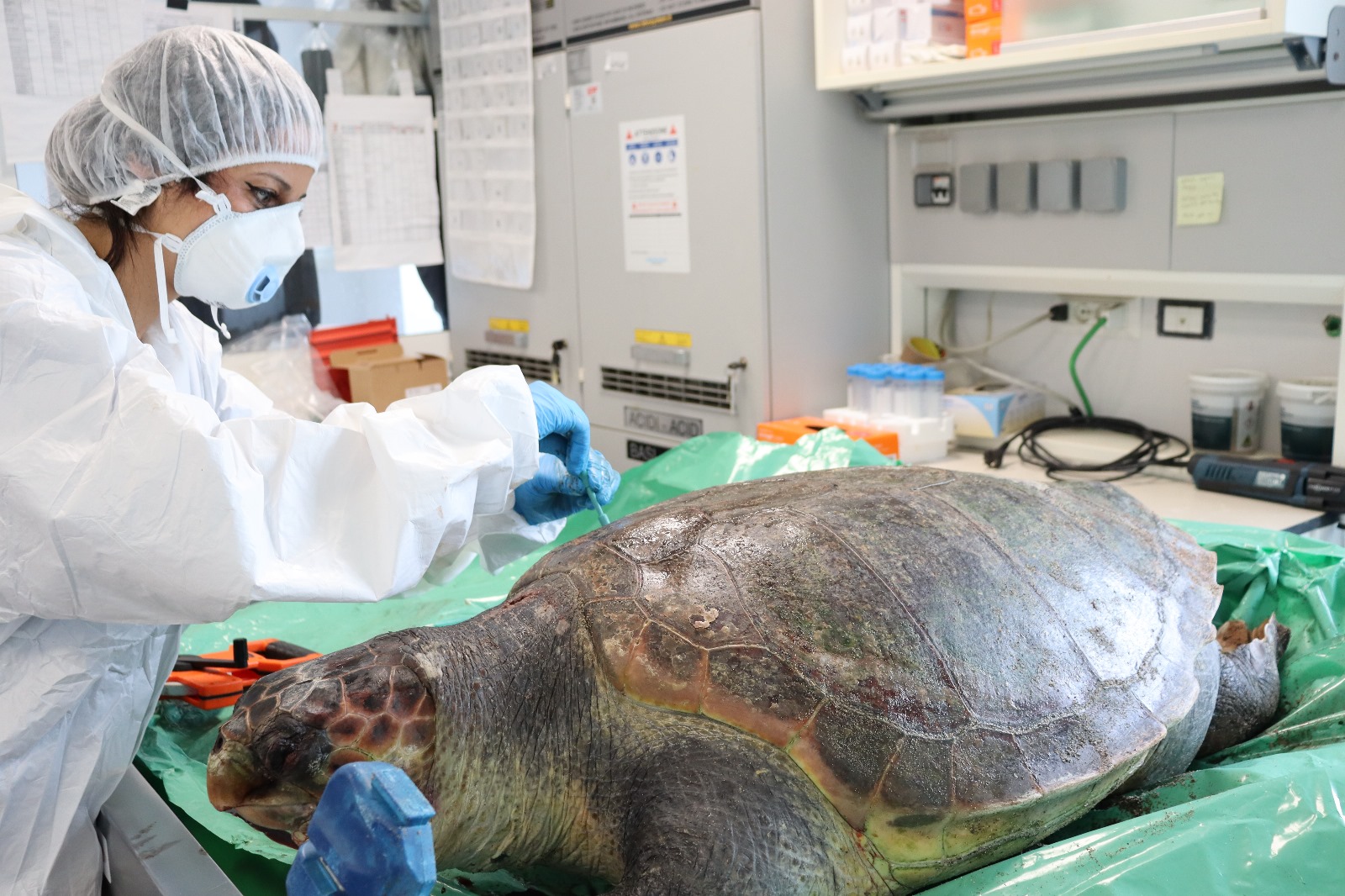  A Very Rare Visitor at Turtle Napoli
