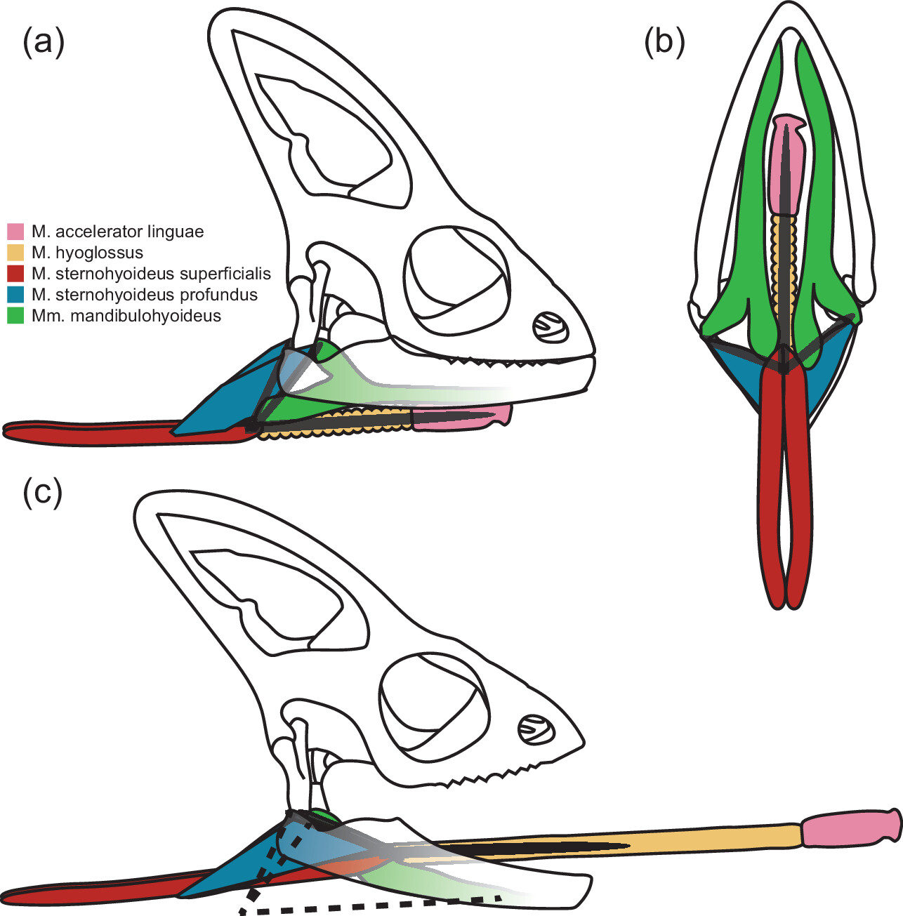 A new article examines hyoid musculature of chameleons to explain their extreme length change.