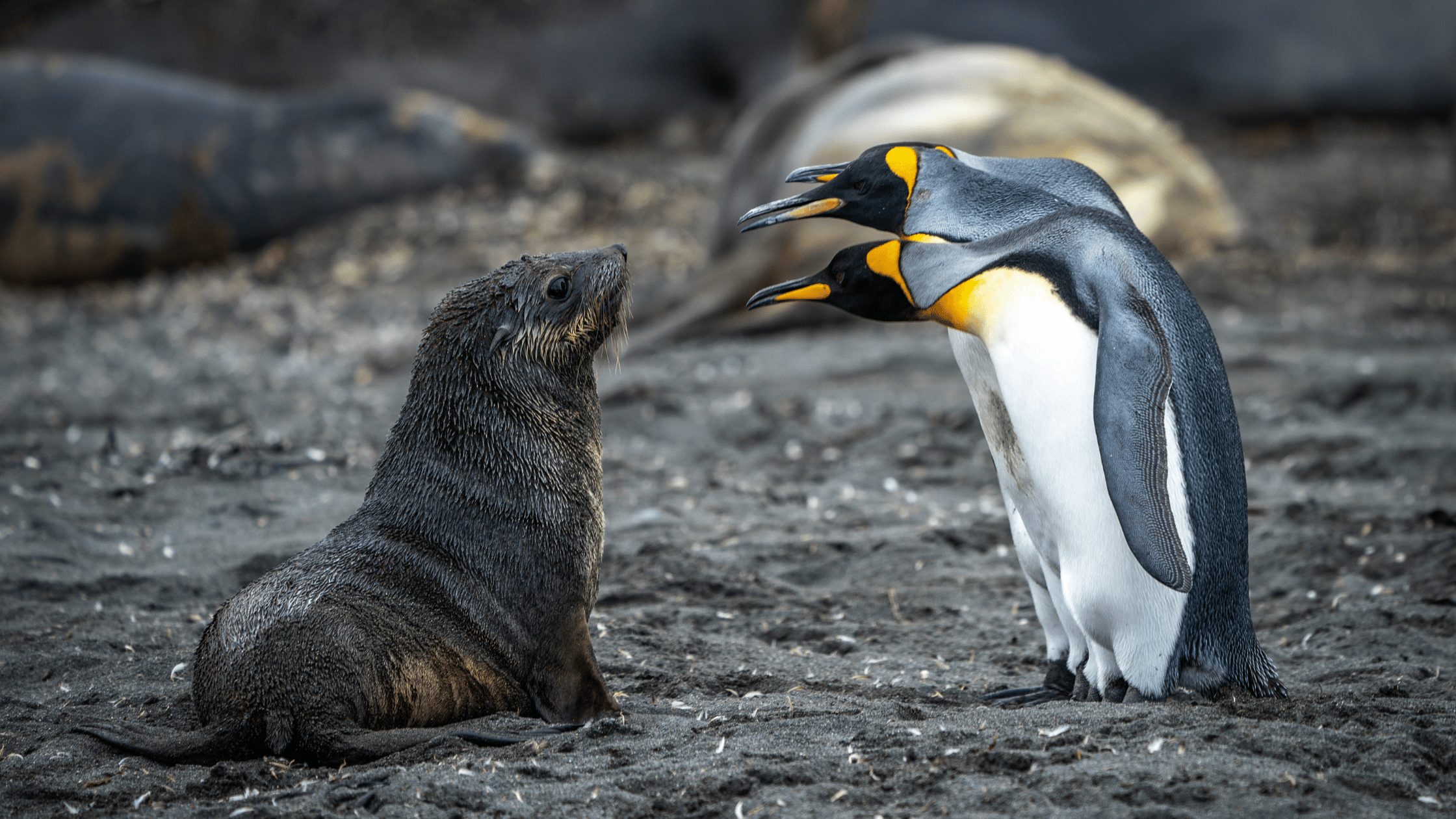 Webinar | Top 10 Conservation Career Questions Answered (Plus Yours!)