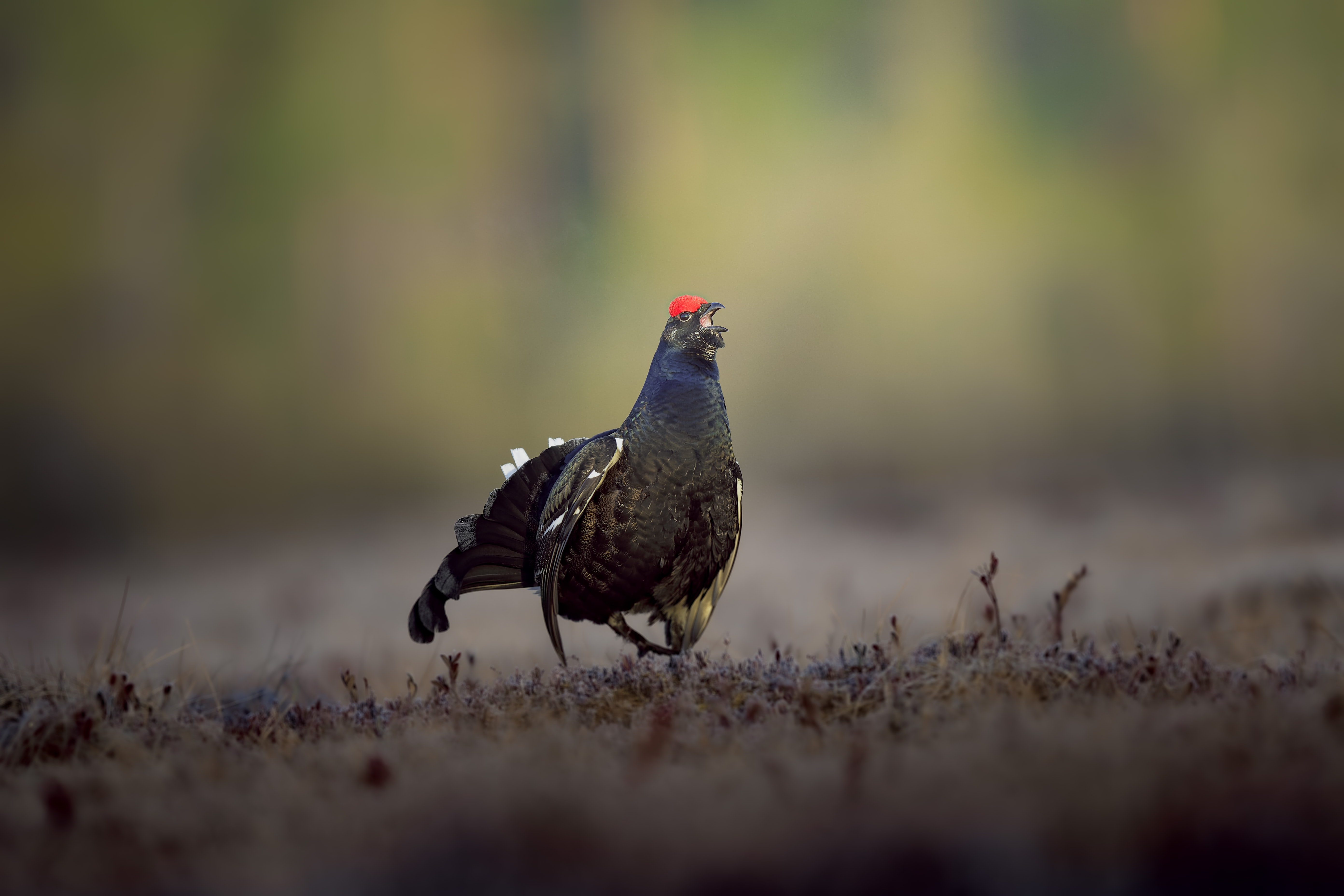 Stakeholder Engagement for Wildlife Conservation workshop Aug-Sept