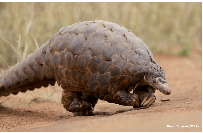 Job position: Technical Specialist, Wildlife Trade