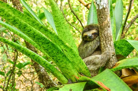 Conservation job opportunity at ZSL: 2