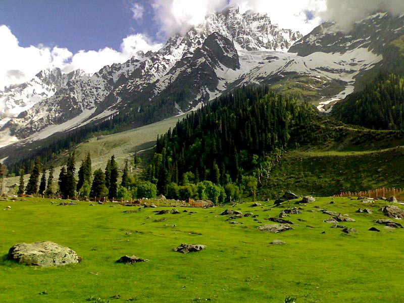 Embracing the Wonder of Wildlife