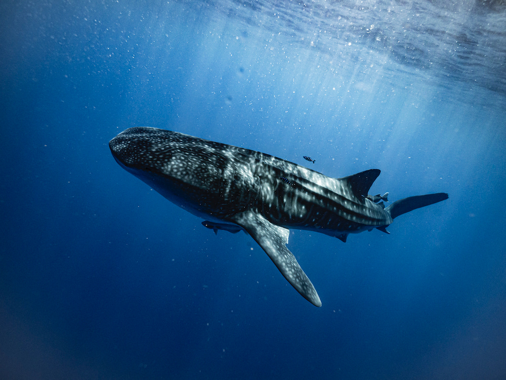 Training the next generation of global conservationists