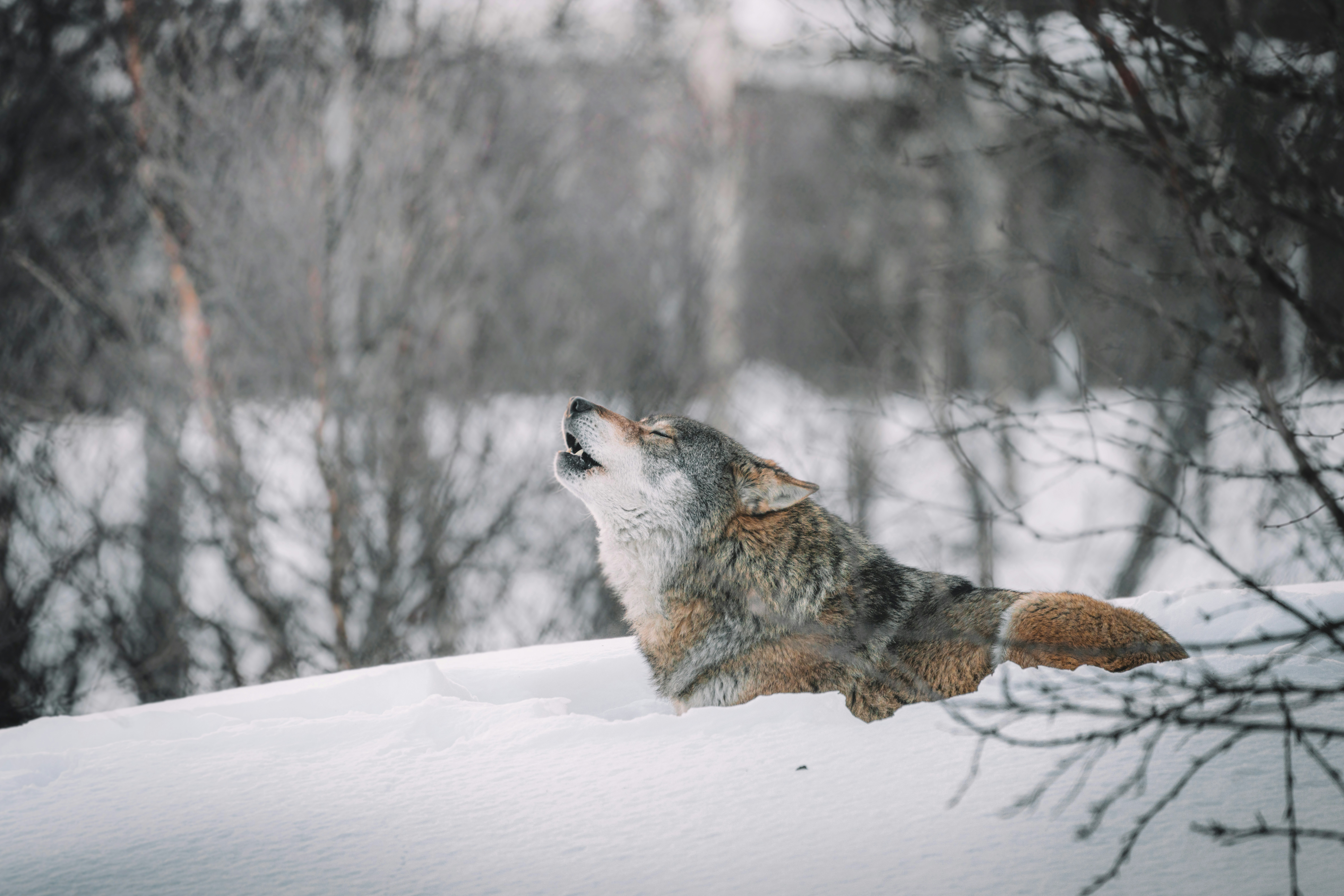 The Wolf Within - Documentary