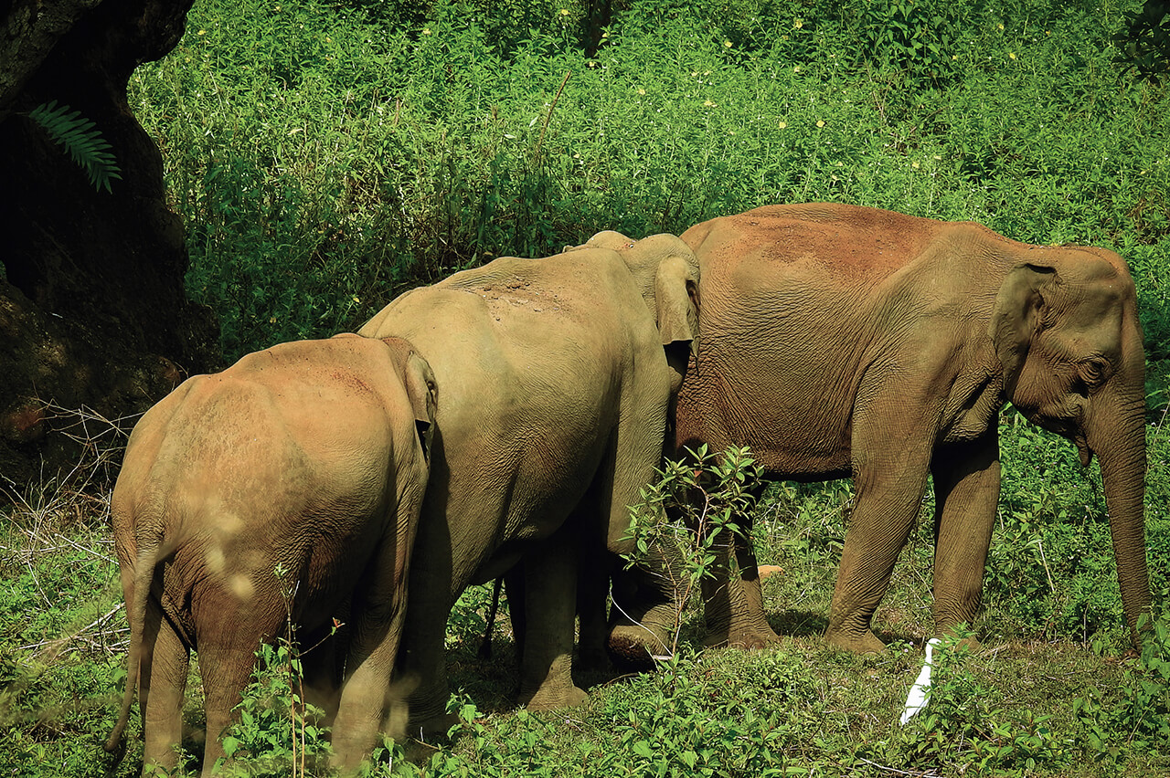 Webinar on "Wildlife Protection in India: A Deep Dive into Hunting Laws"